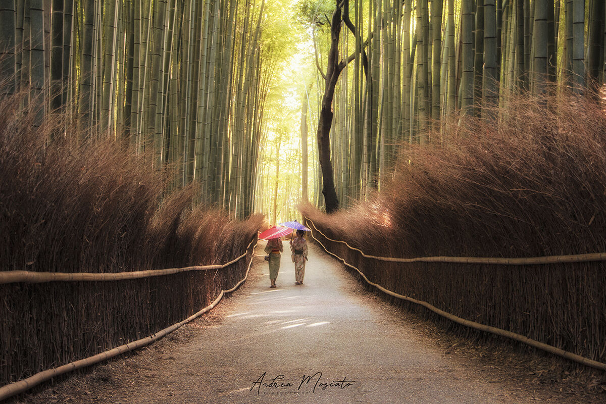 Arashiyama Bamboo Avenue - Kyoto, Japan...