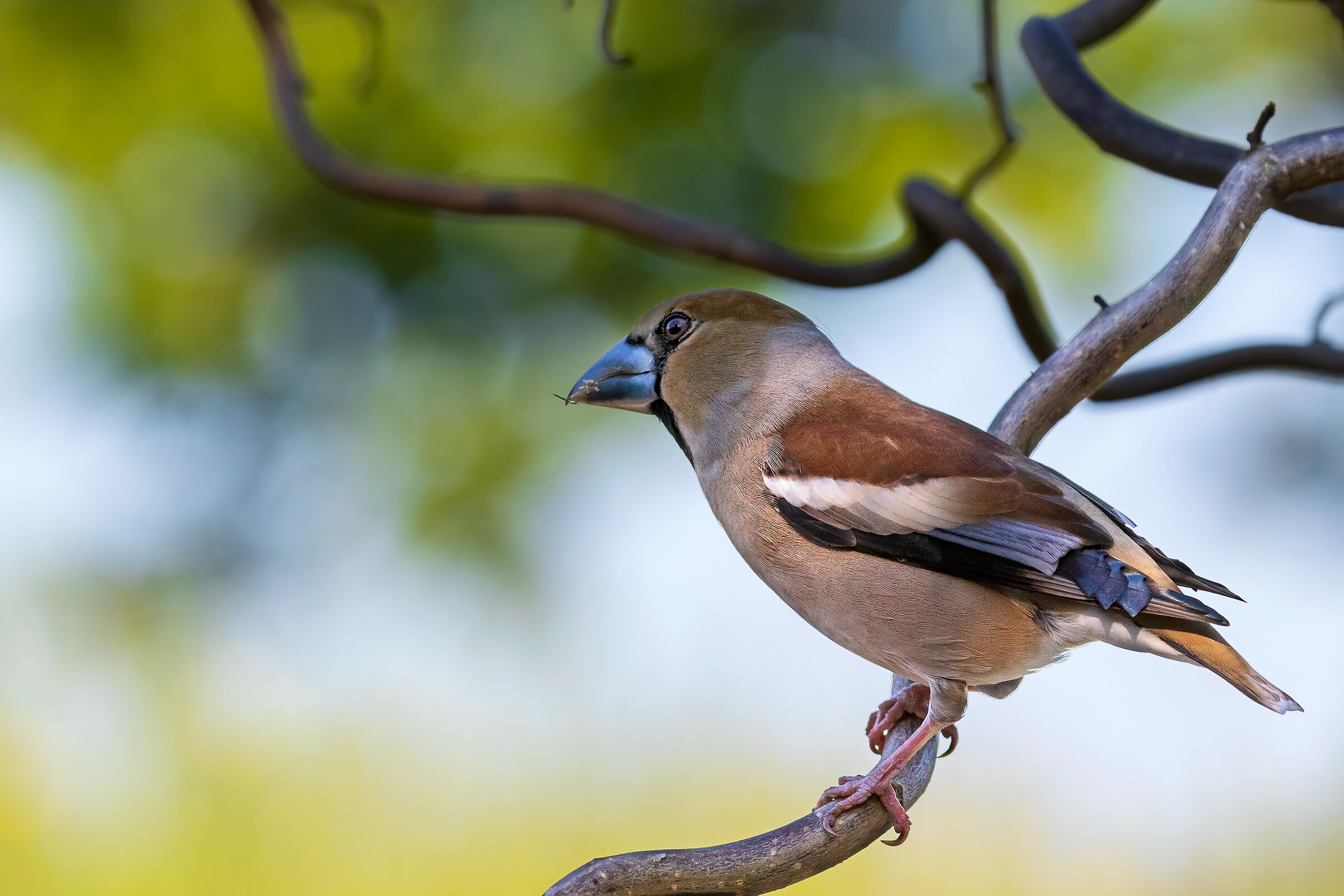 Frosone/Hawfinch Coccothraustes coccothraustes...