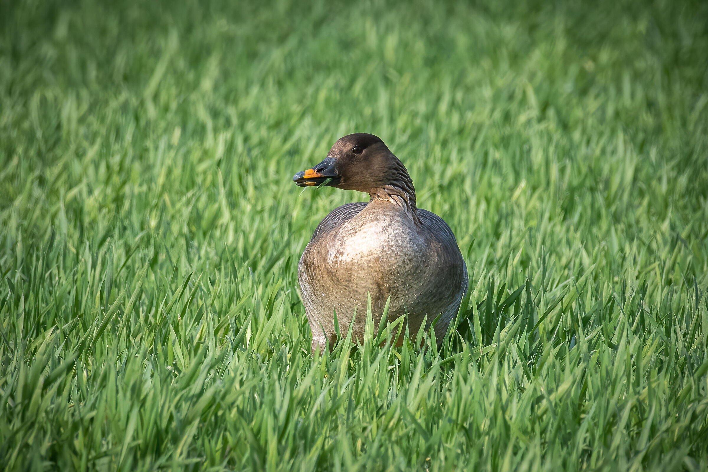 Granaiola goose in the field...
