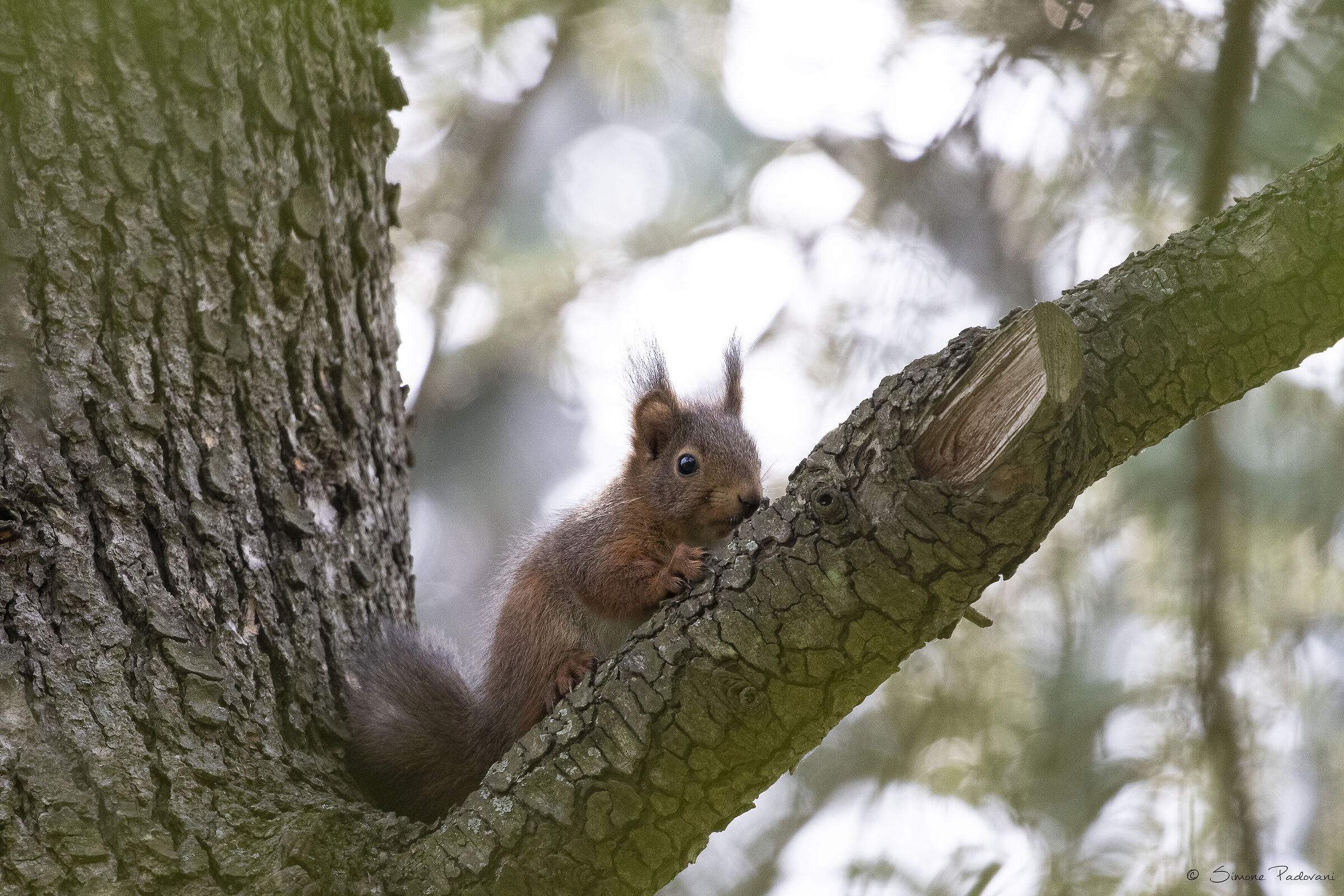 Red Squirrel posing (2)...