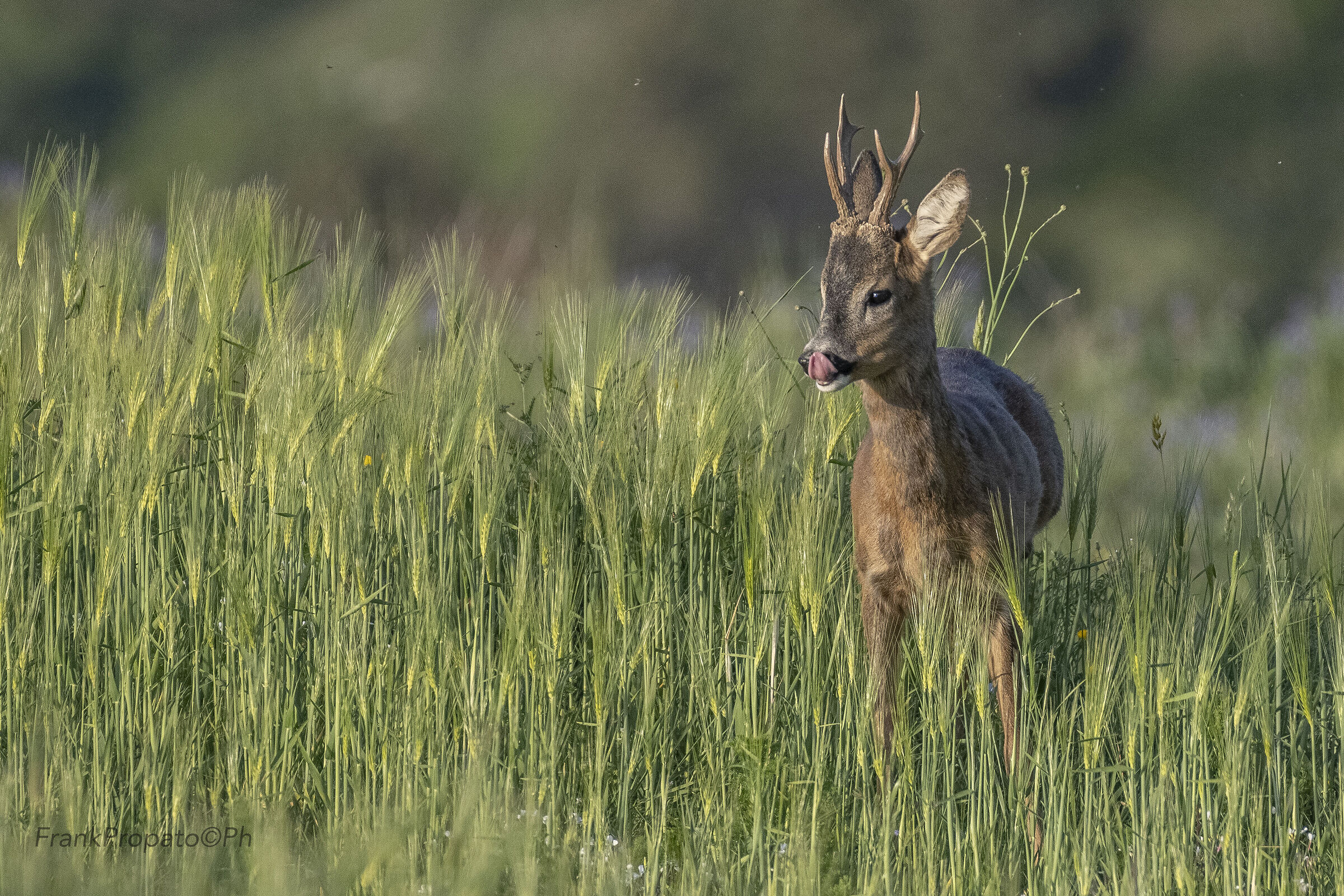Young roe deer in the pollino park...