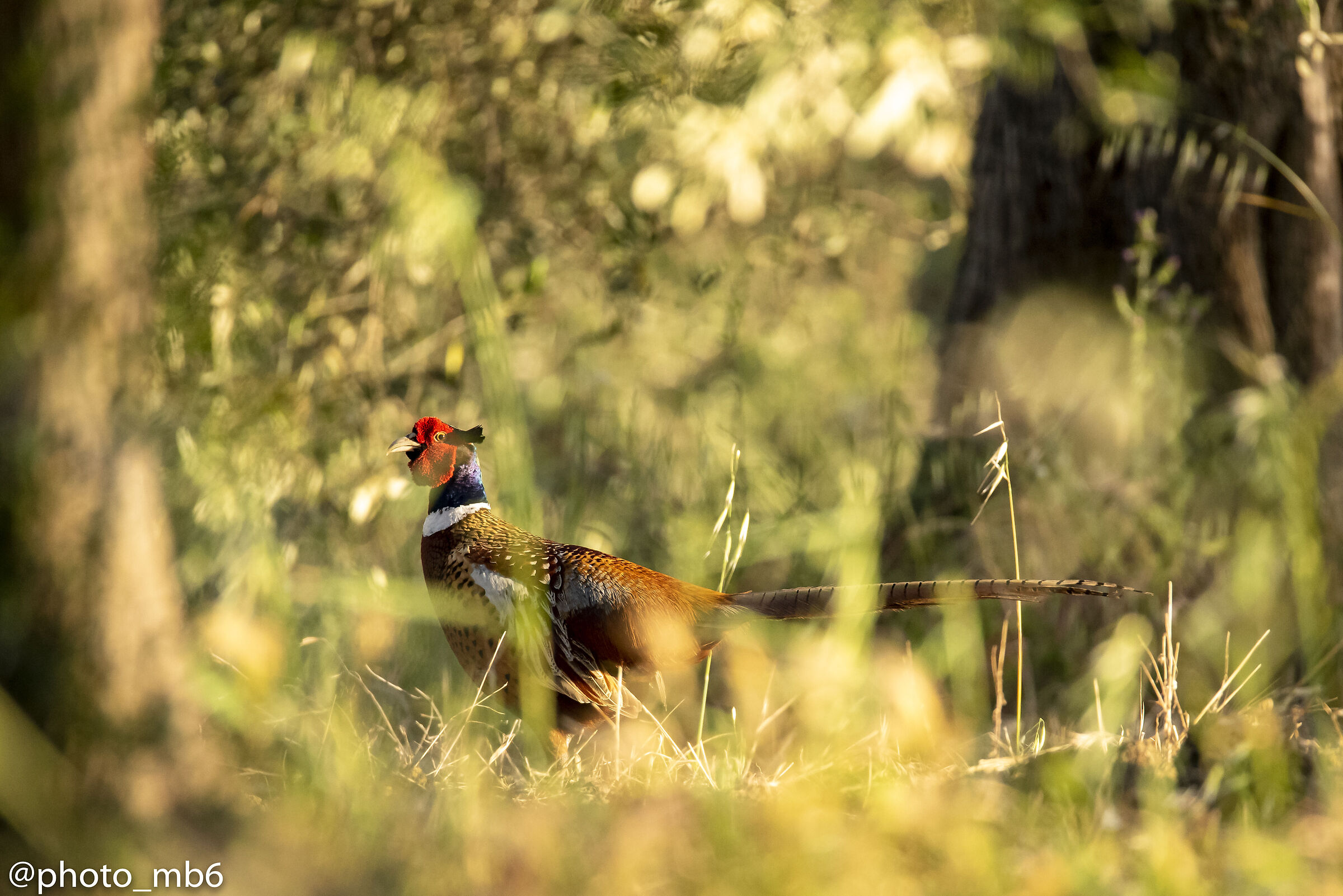 common pheasant at sunset...