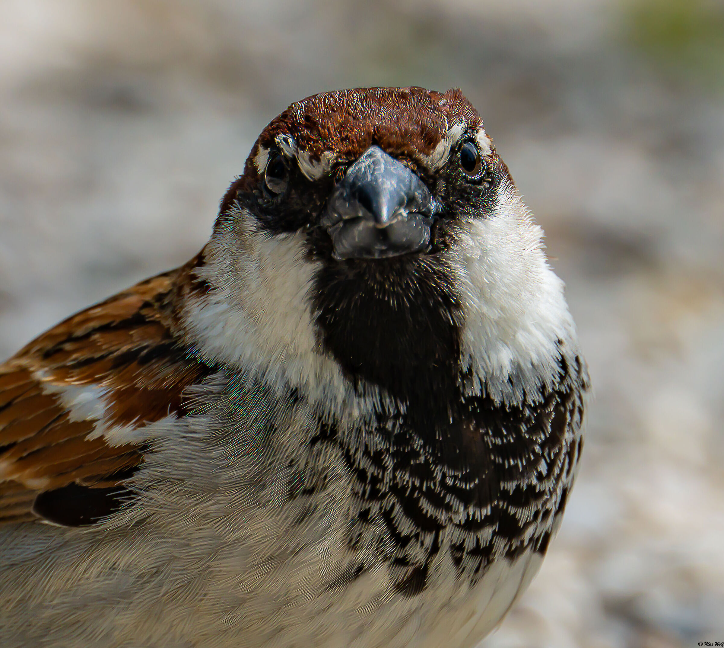 Sparrow Eye...
