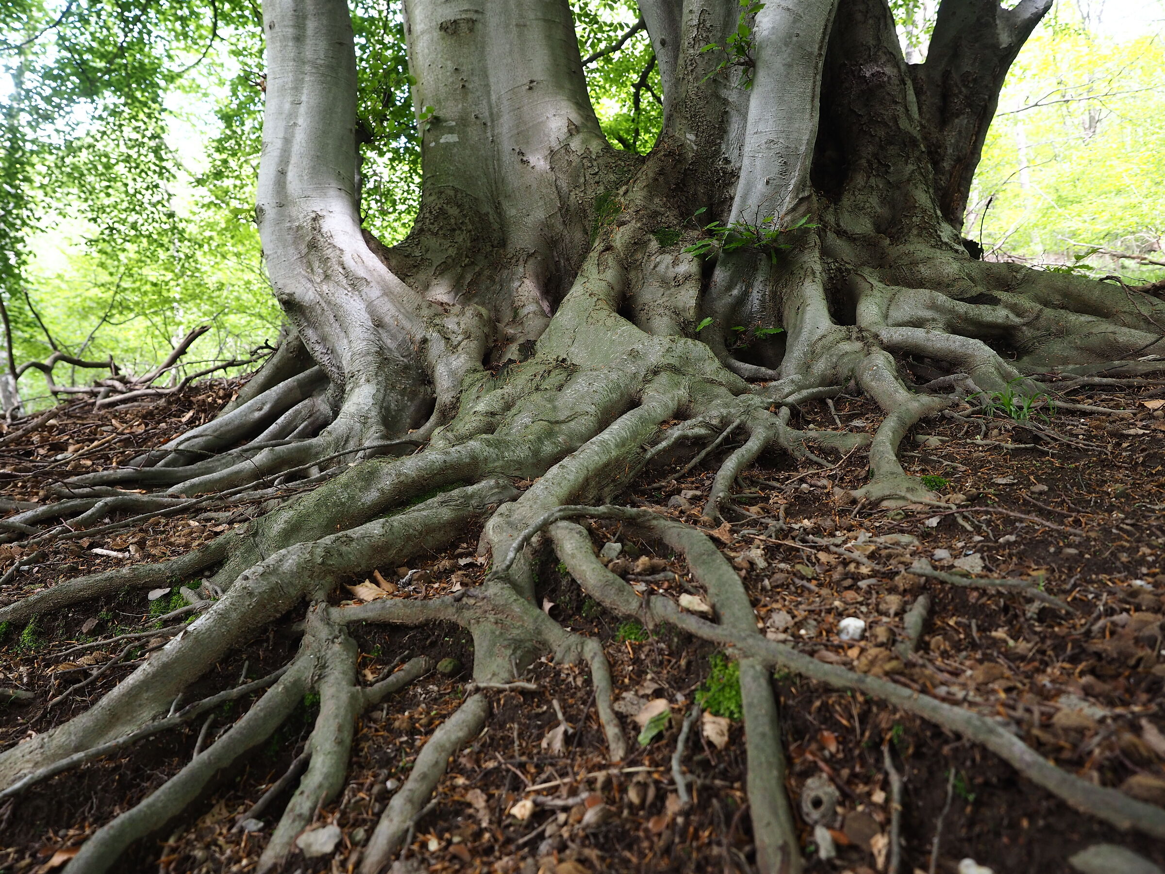 Strong roots...