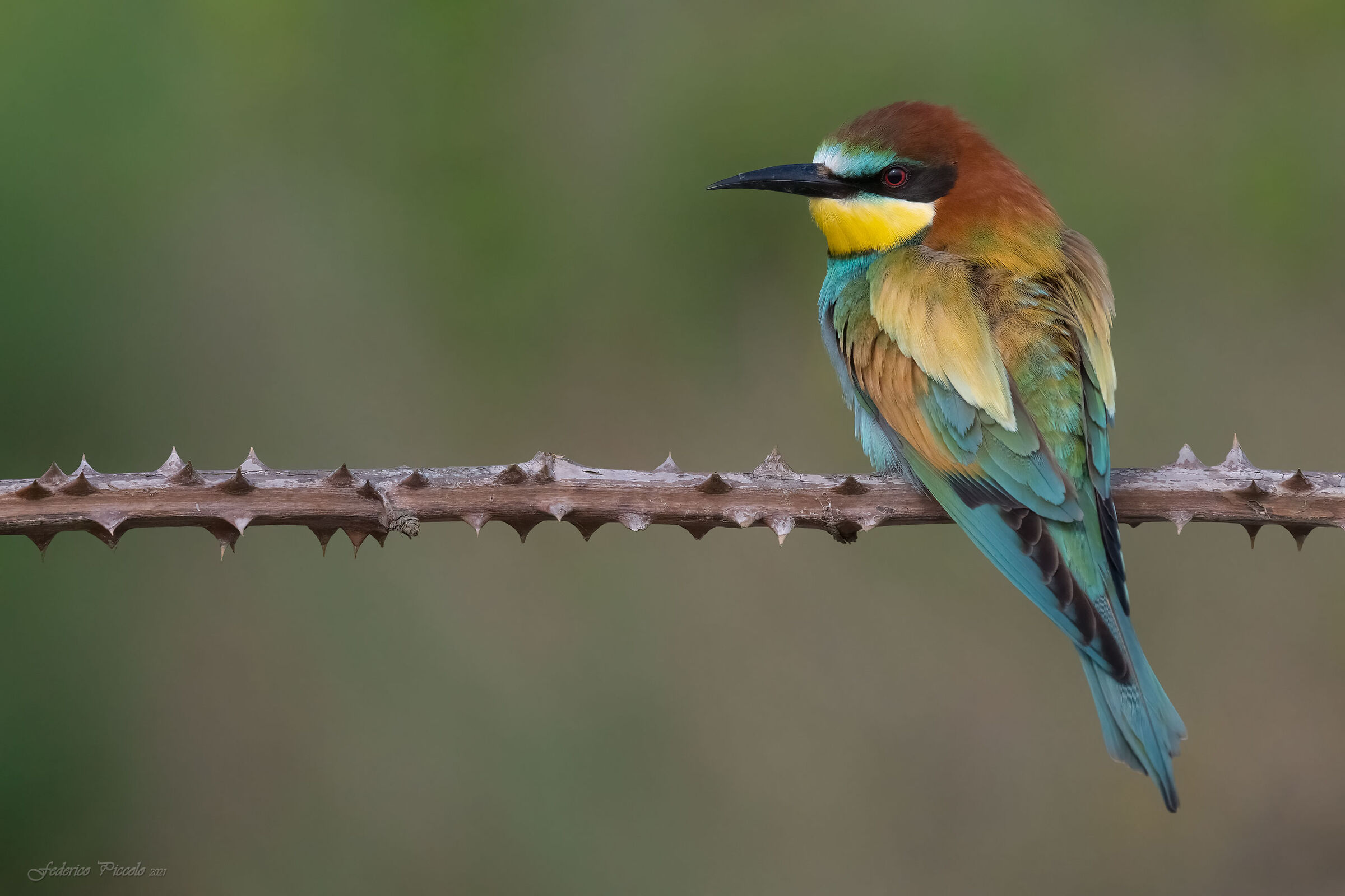 bee-eater...