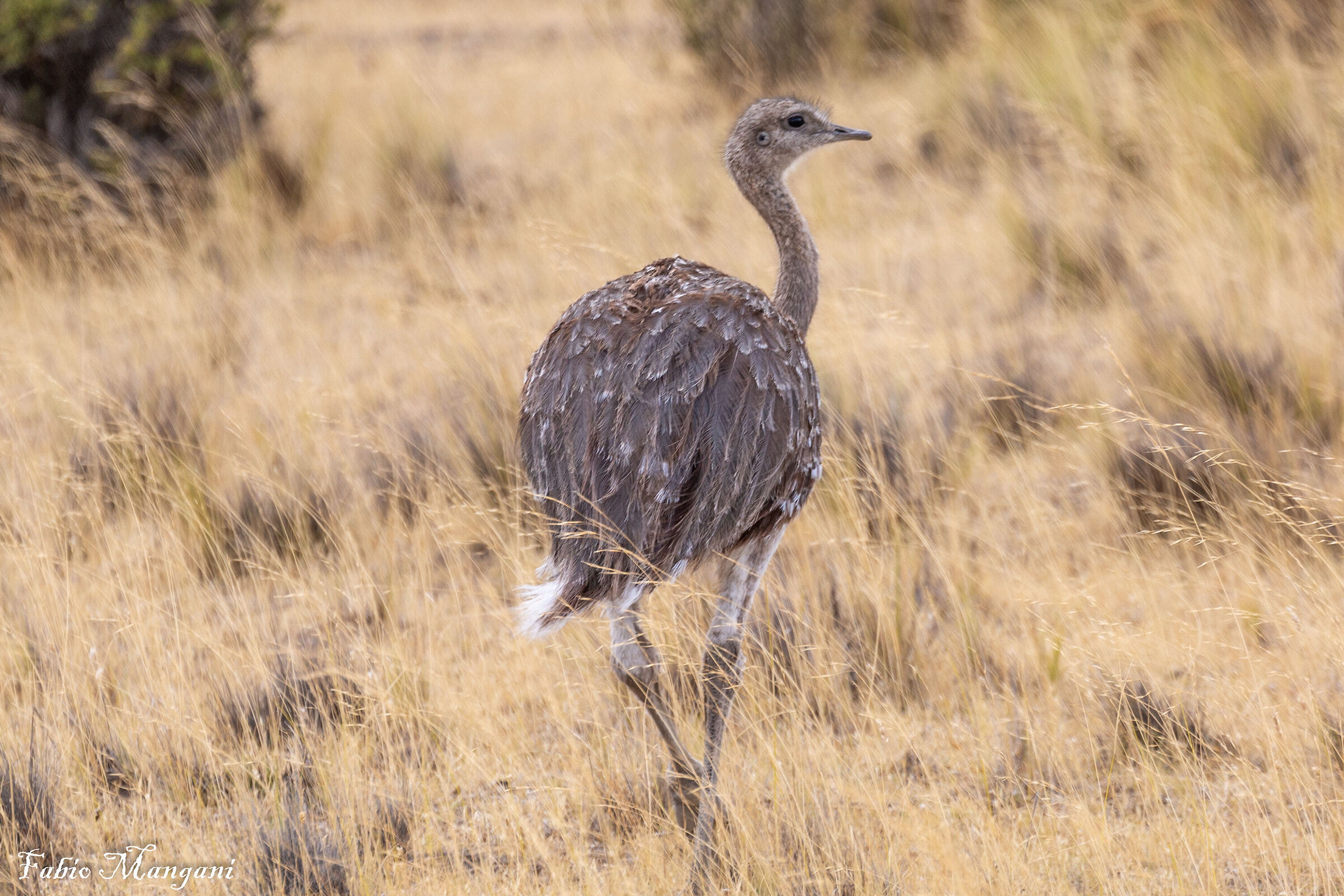 Patagonian Ostrich...