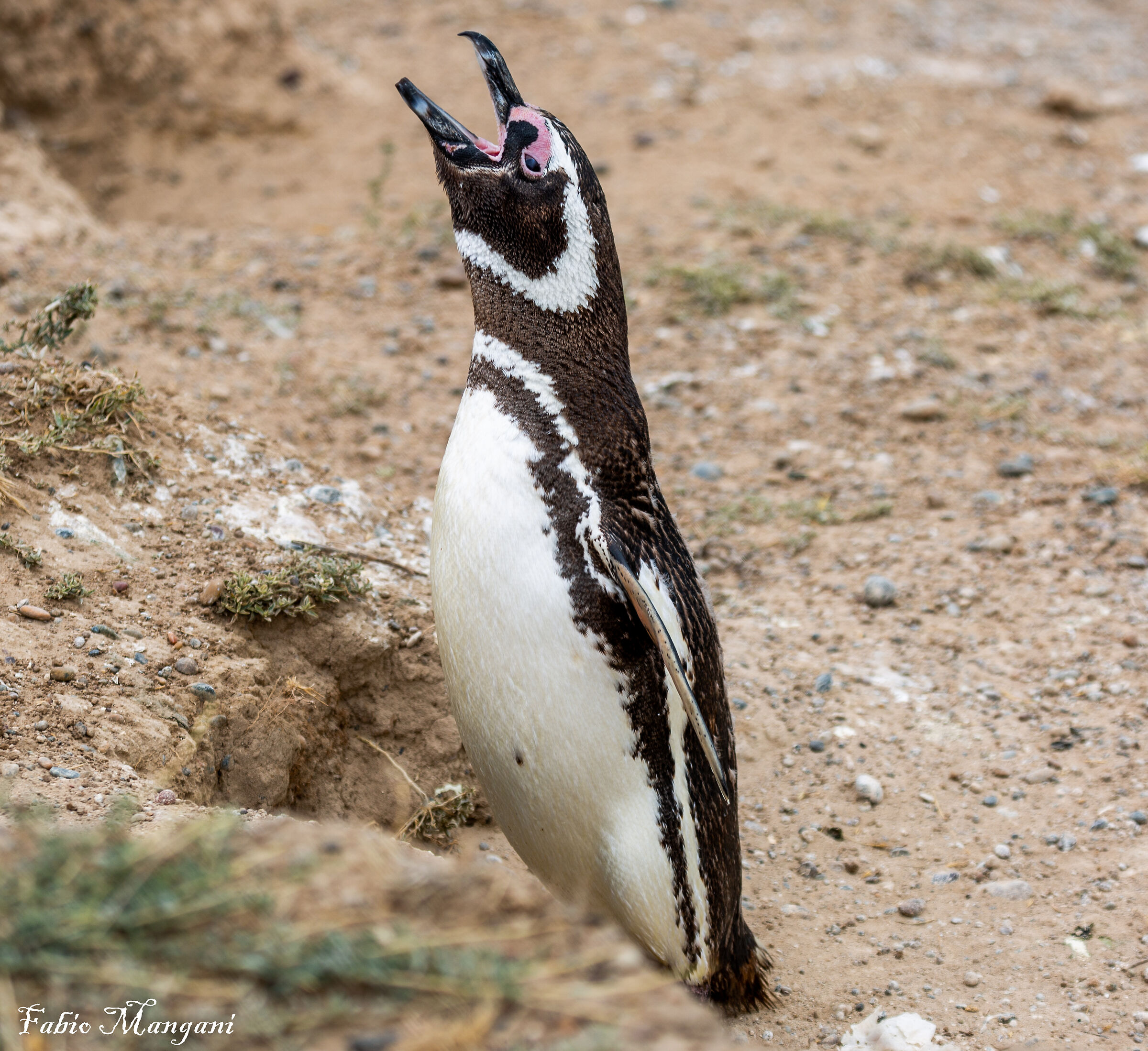 Pinguino di Magellano...