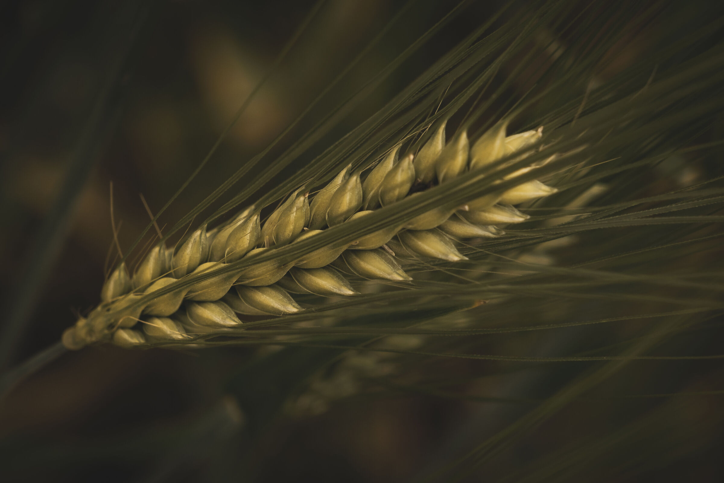 Wheat....