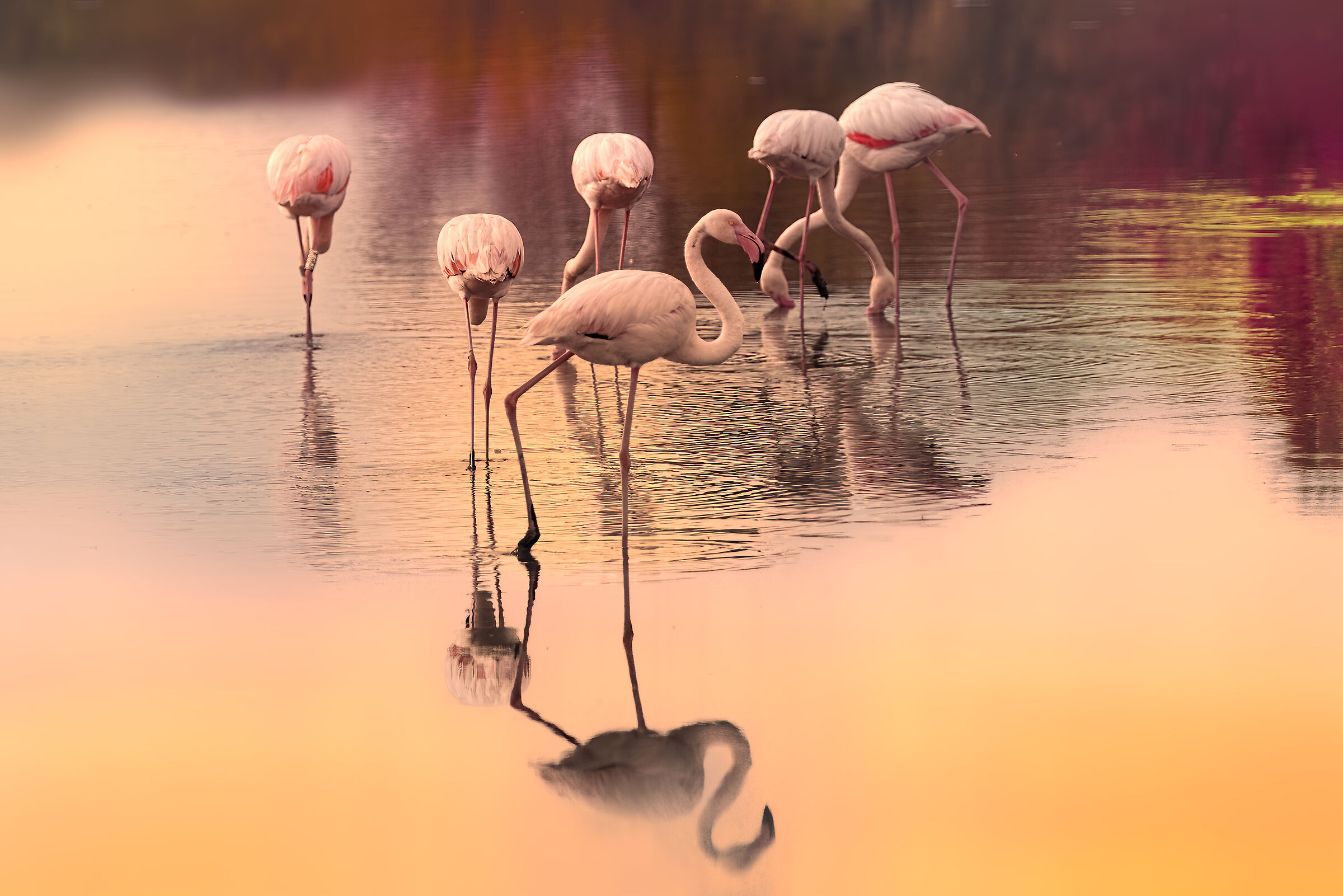 Pink flamingos at the Comacchio Valleys...