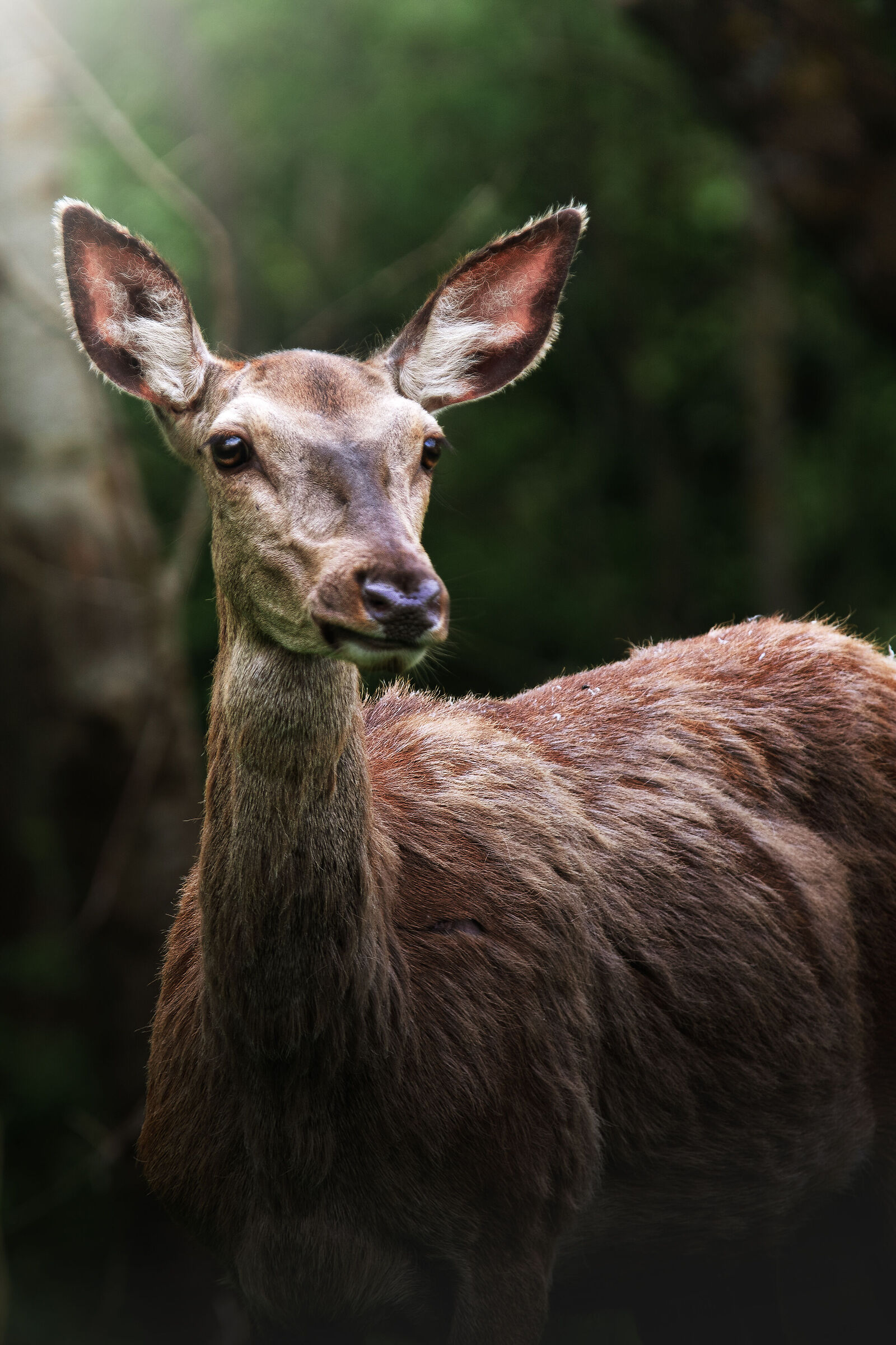 From Abruzzo - Deer...