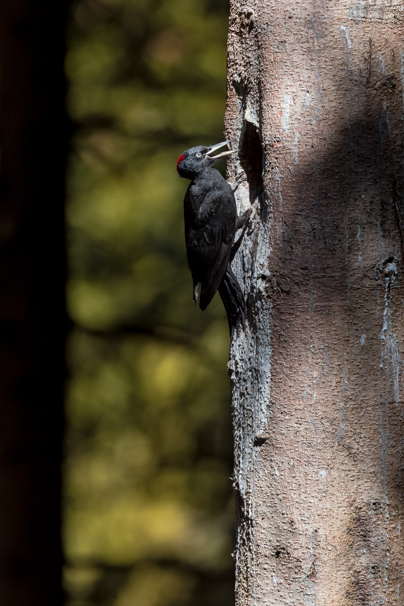 Black woodpecker (Dryocopus martius) female at the nest ......