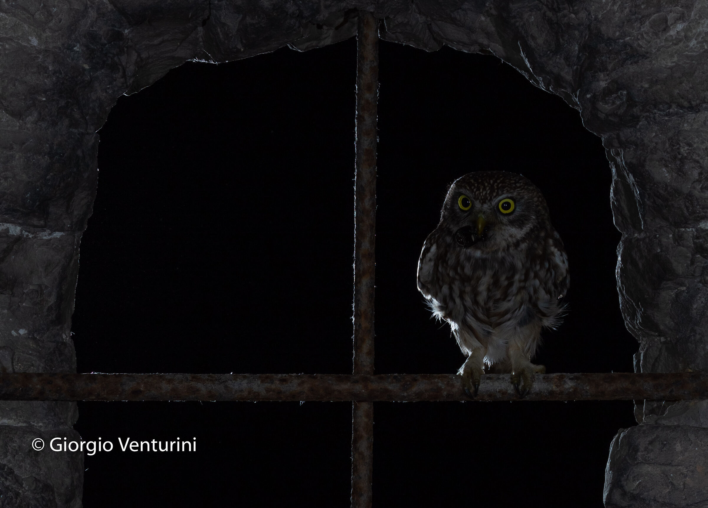 owl in backlight...