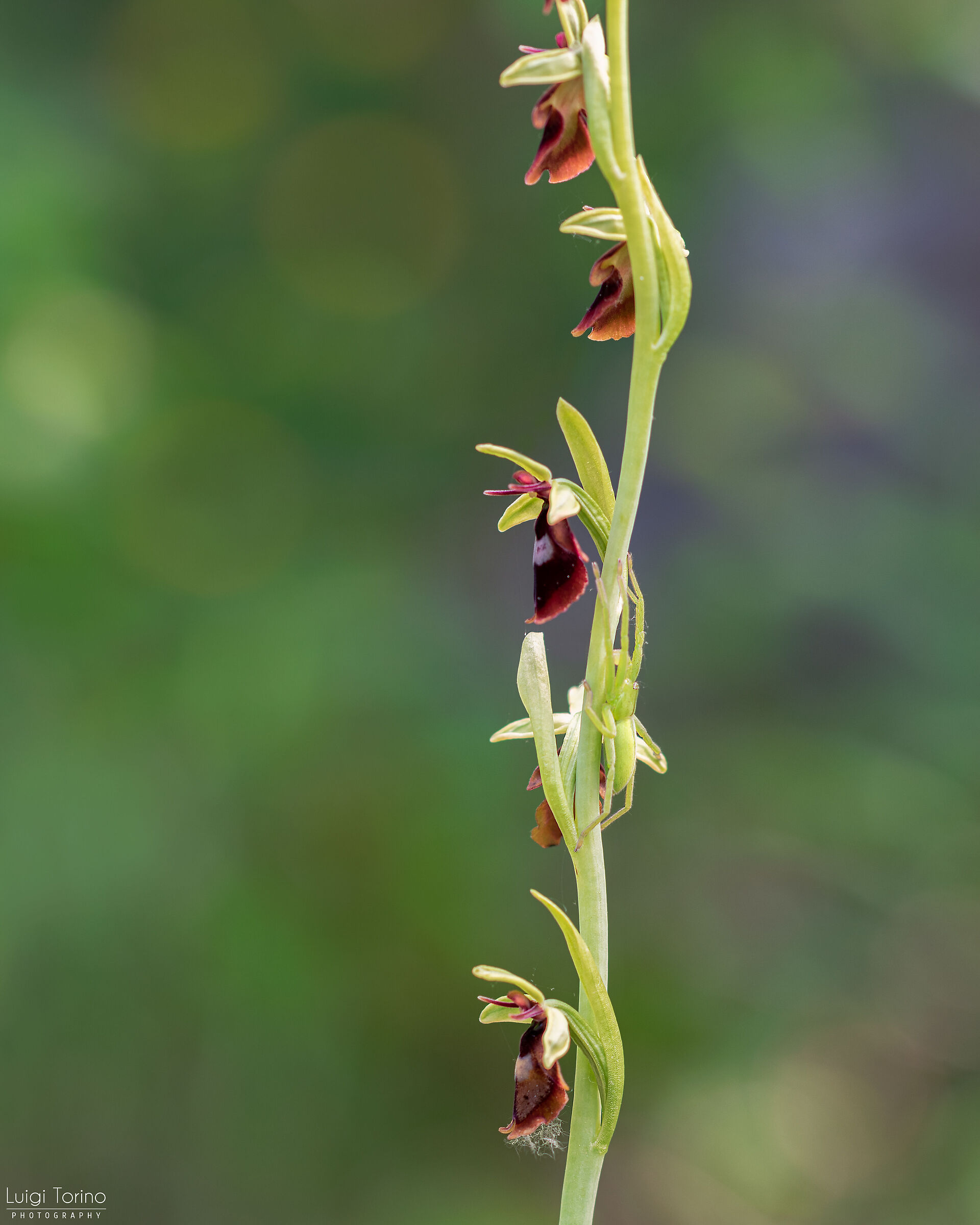 Ophrys con ospite...