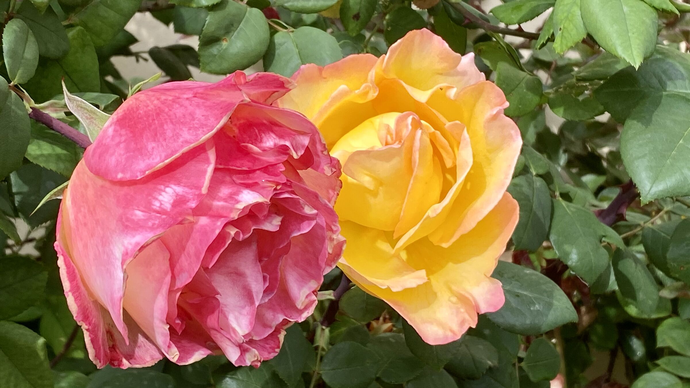 Pair of roses...