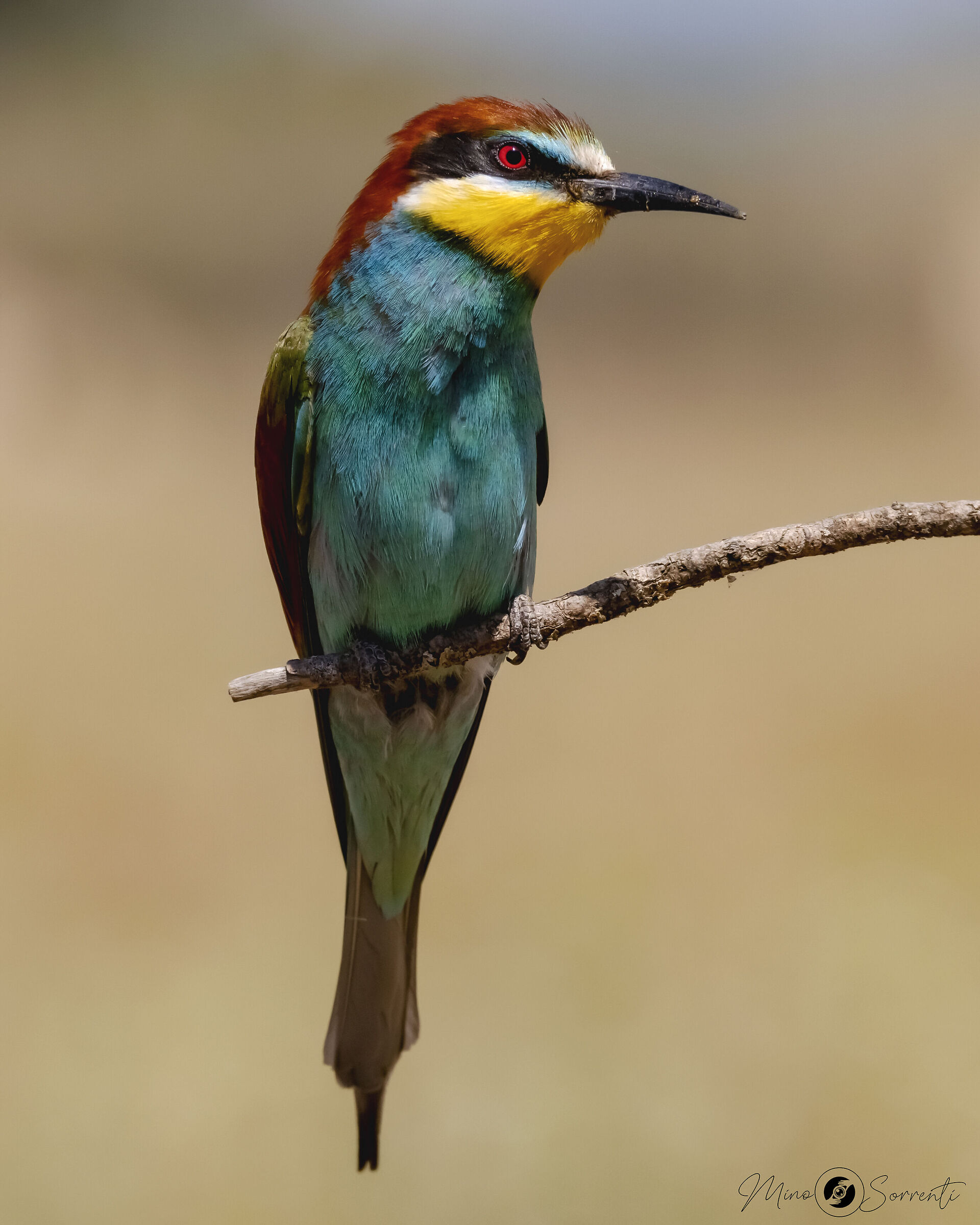 bee-eater!...