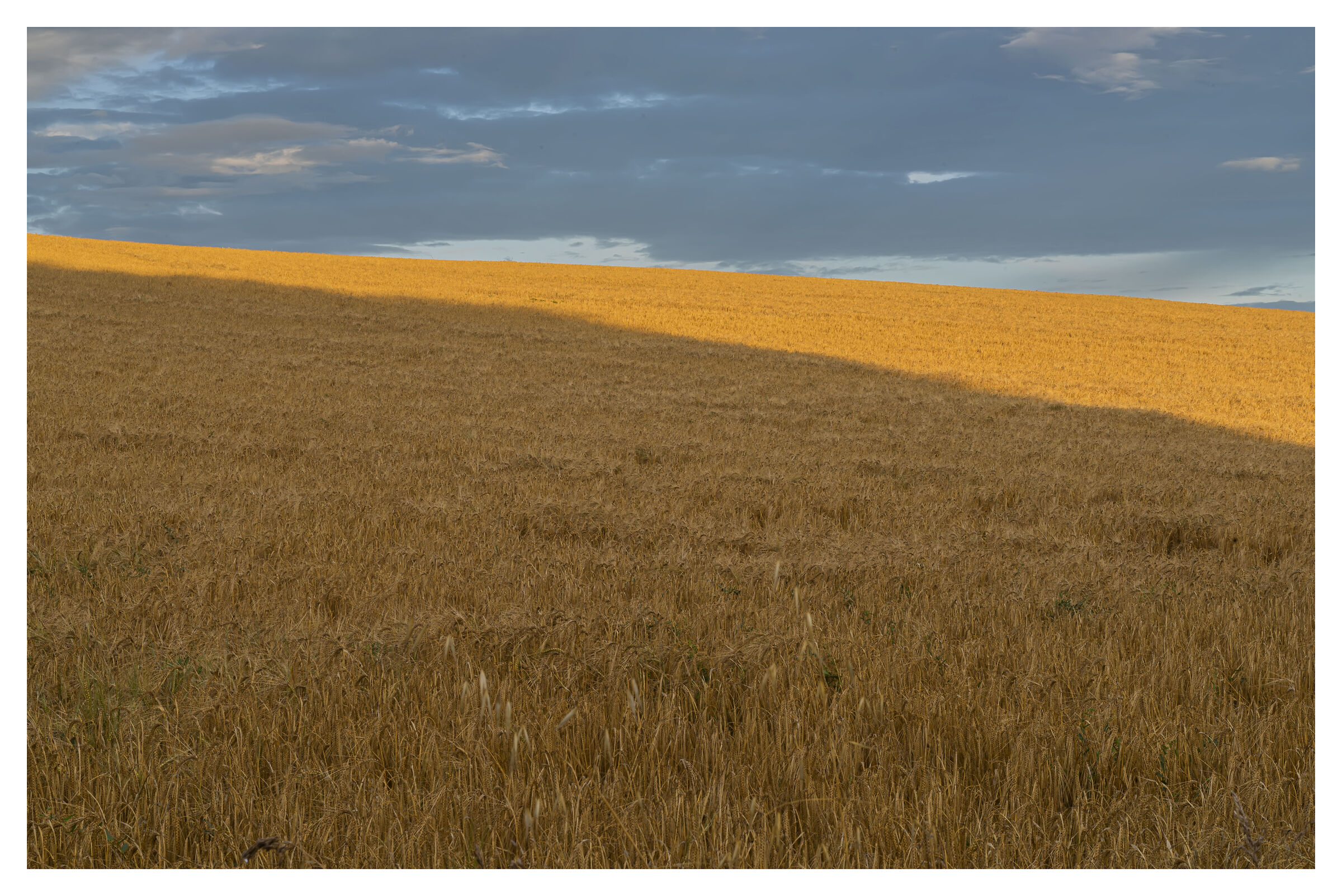 Barley fields...