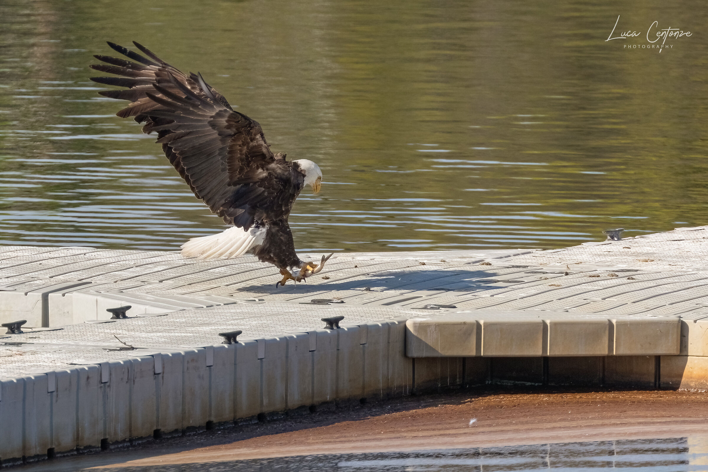 Bald Eagle with prey...