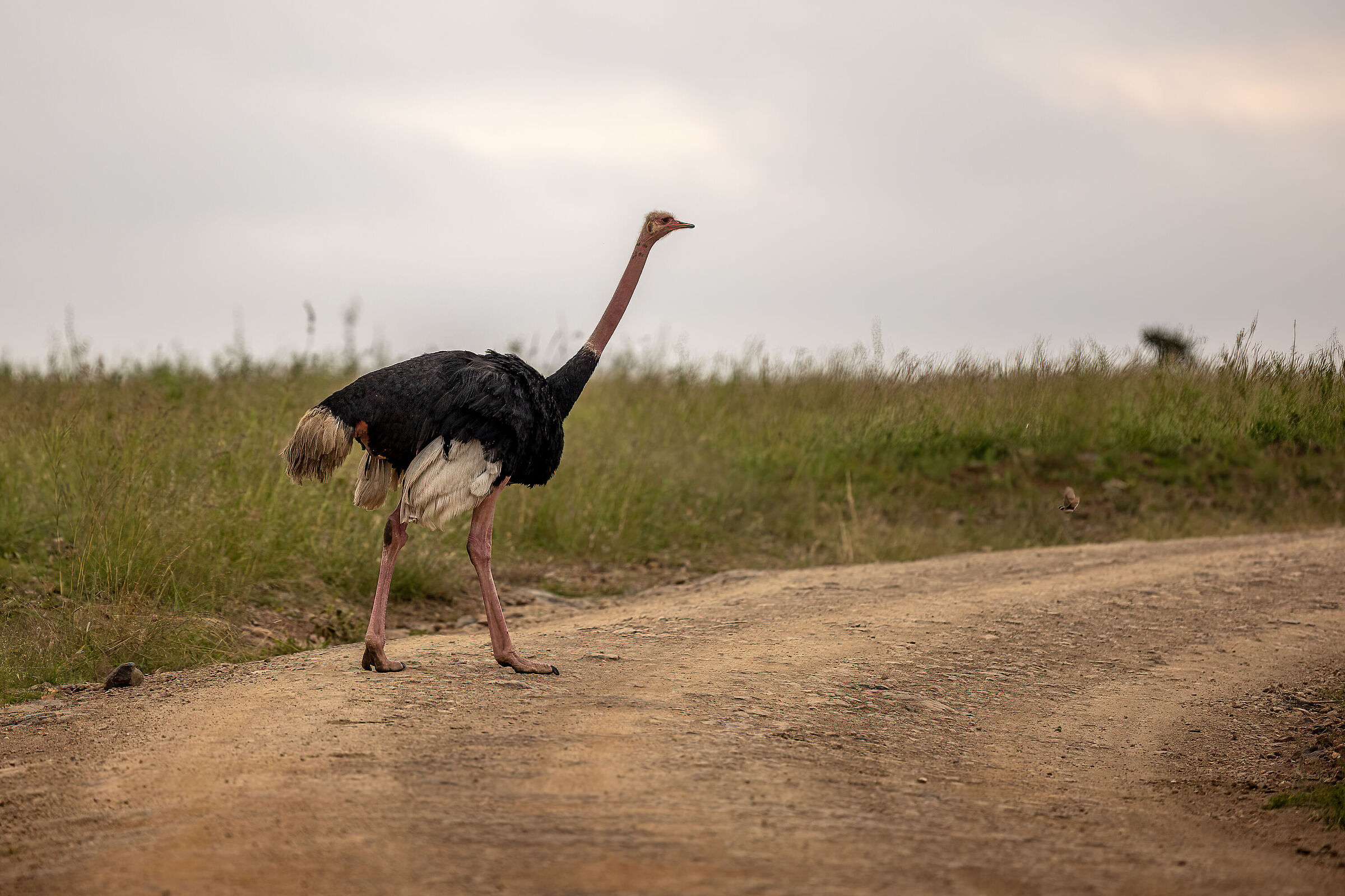 Male Ostrich crossing...
