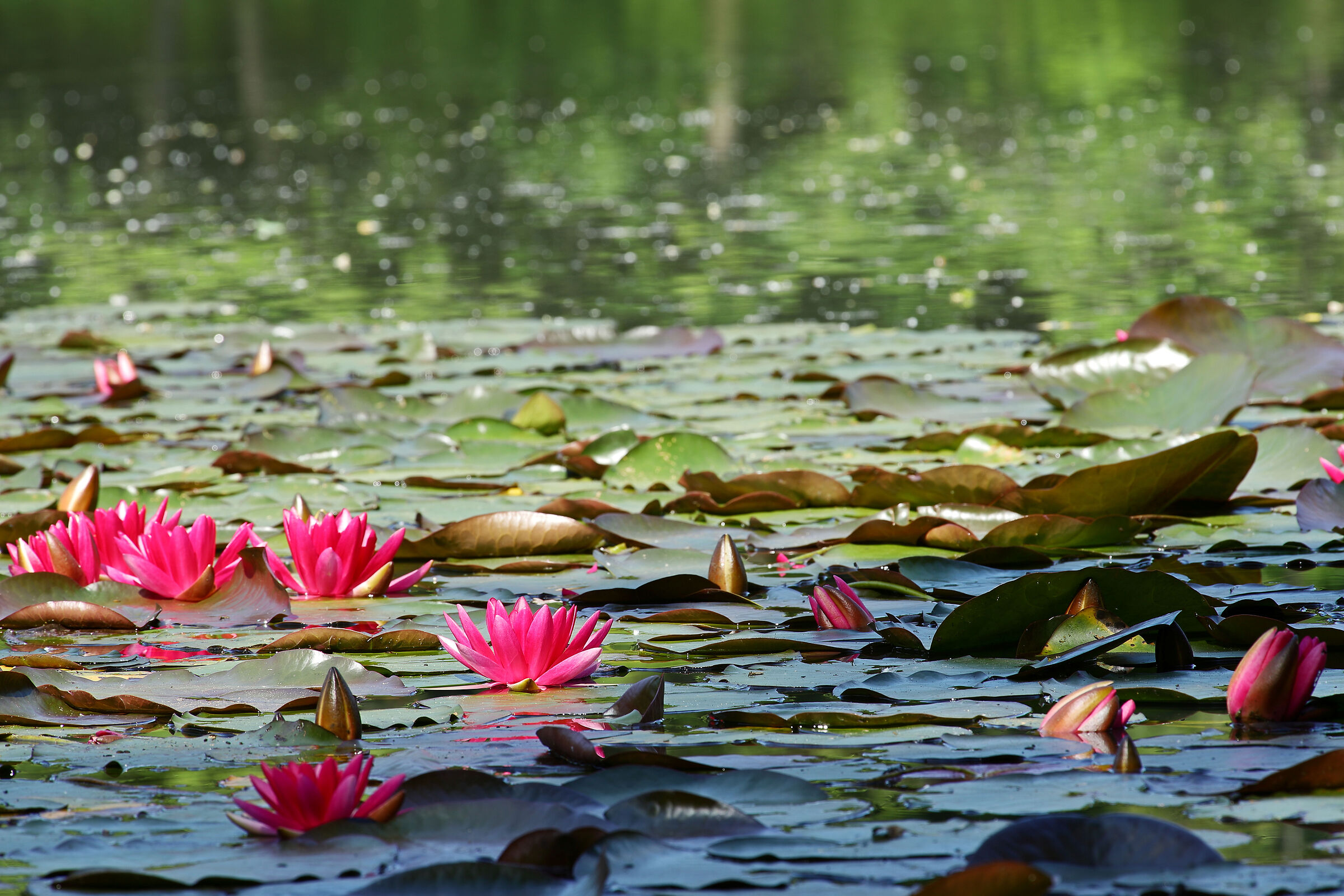 Flowering of water lilies at The Blue Pond...