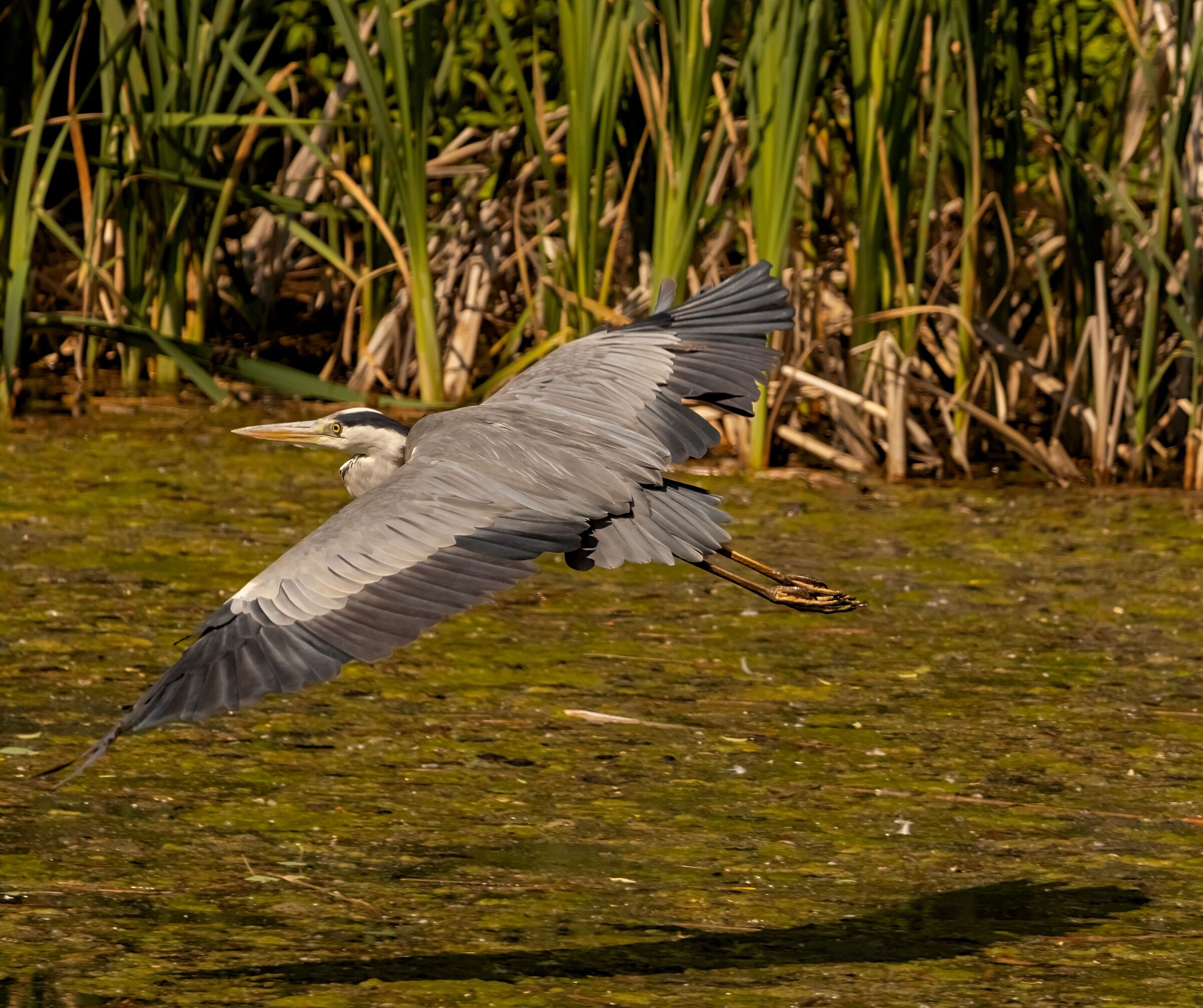 Heron Cenerino flies over pond Oasi Lipu 2/04/2021...
