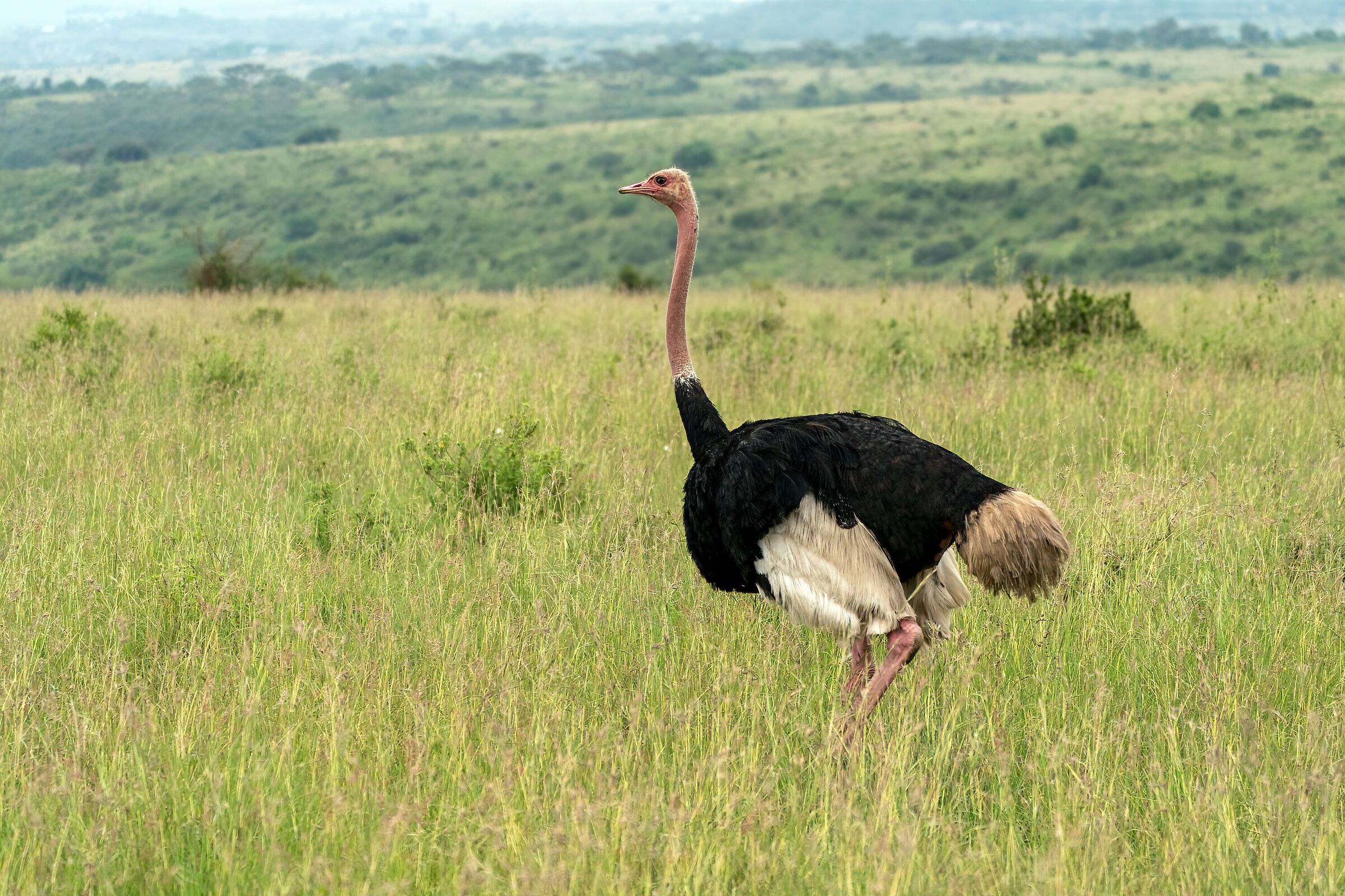 Male ostrich...