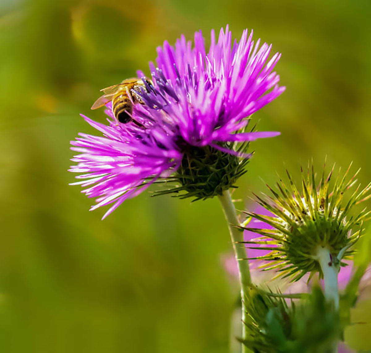 Bee on thistle flower ...