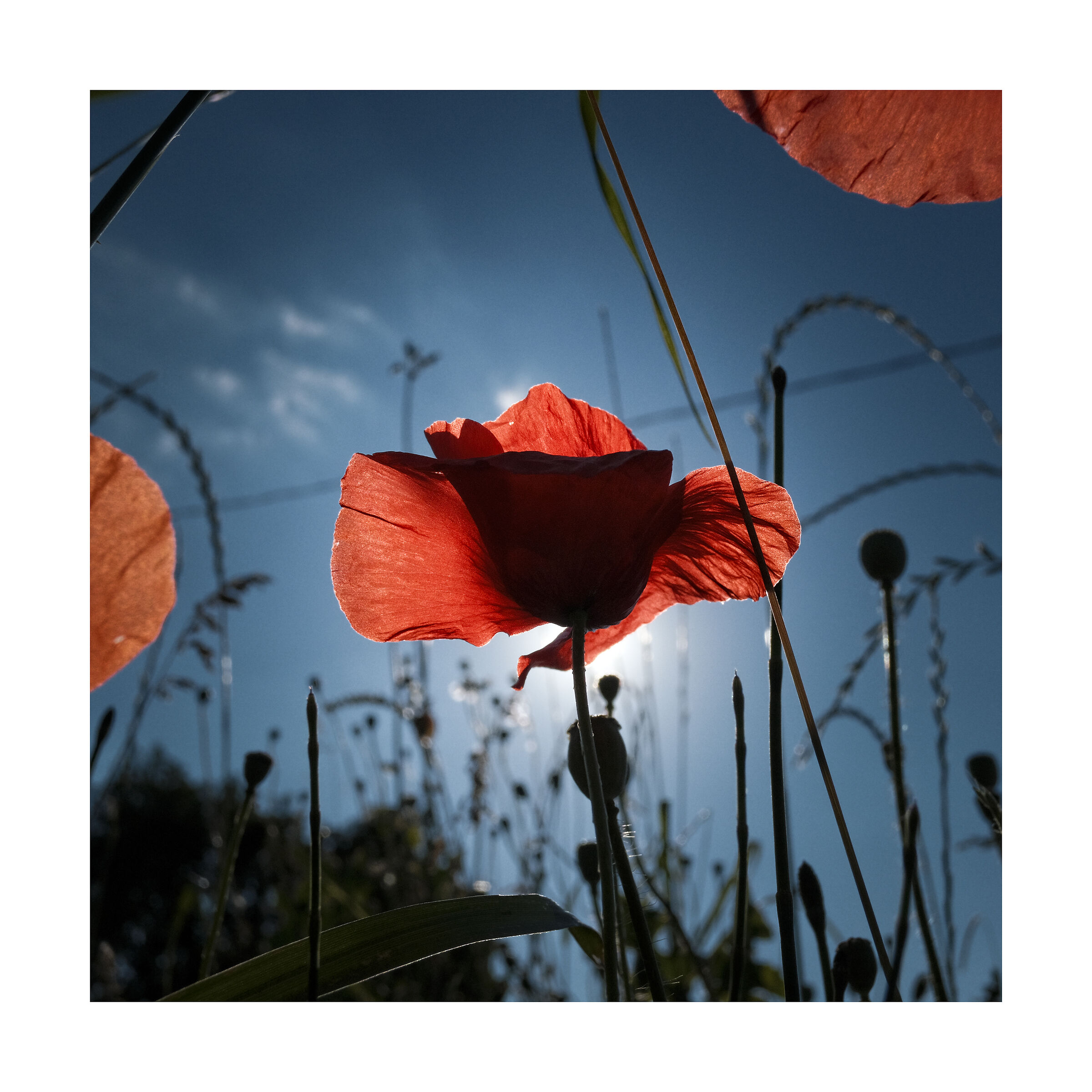 poppies in backlight ......