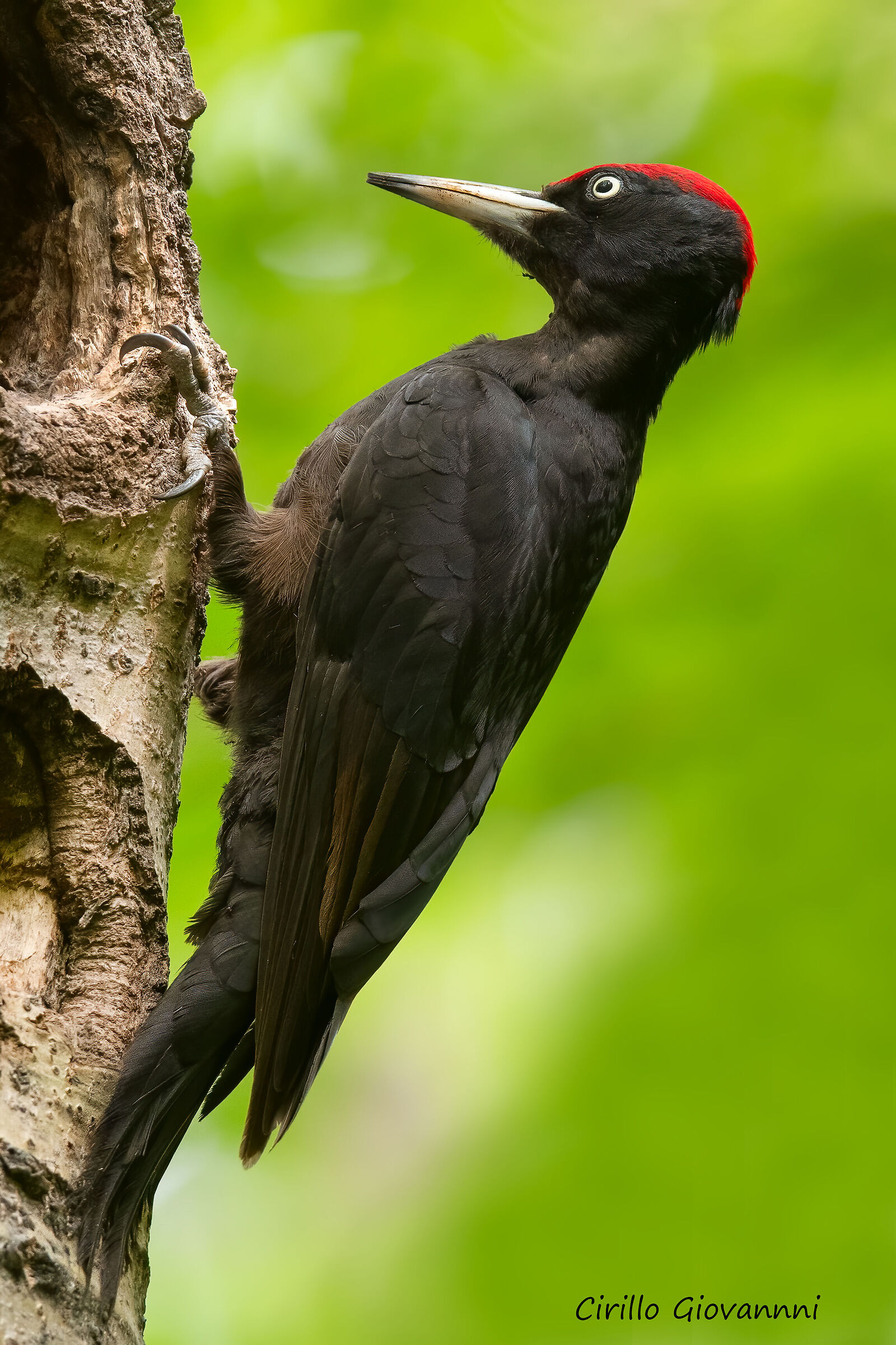 black woodpecker ...