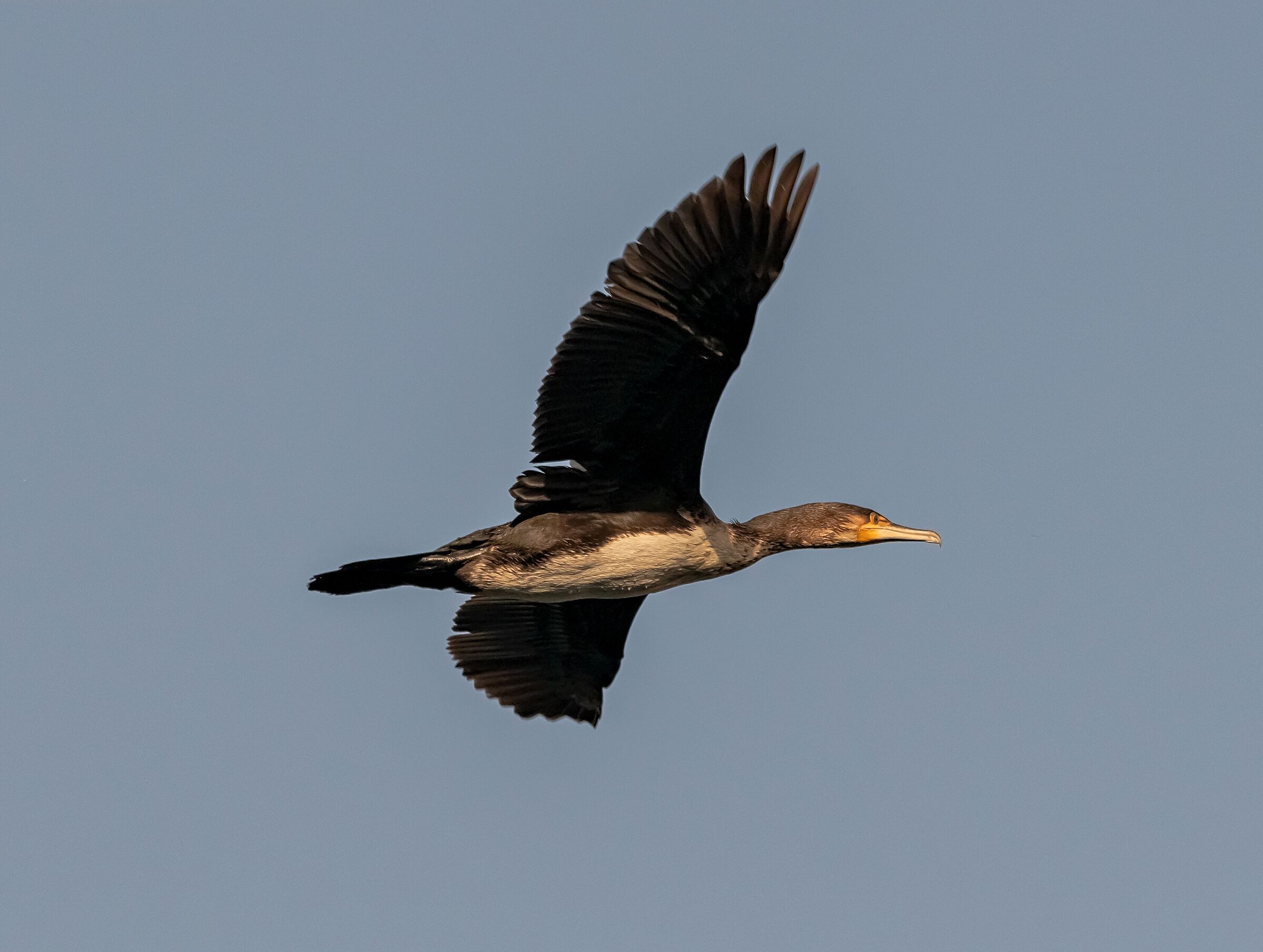 Cormorant flying on the Adda River 25/02/2021...