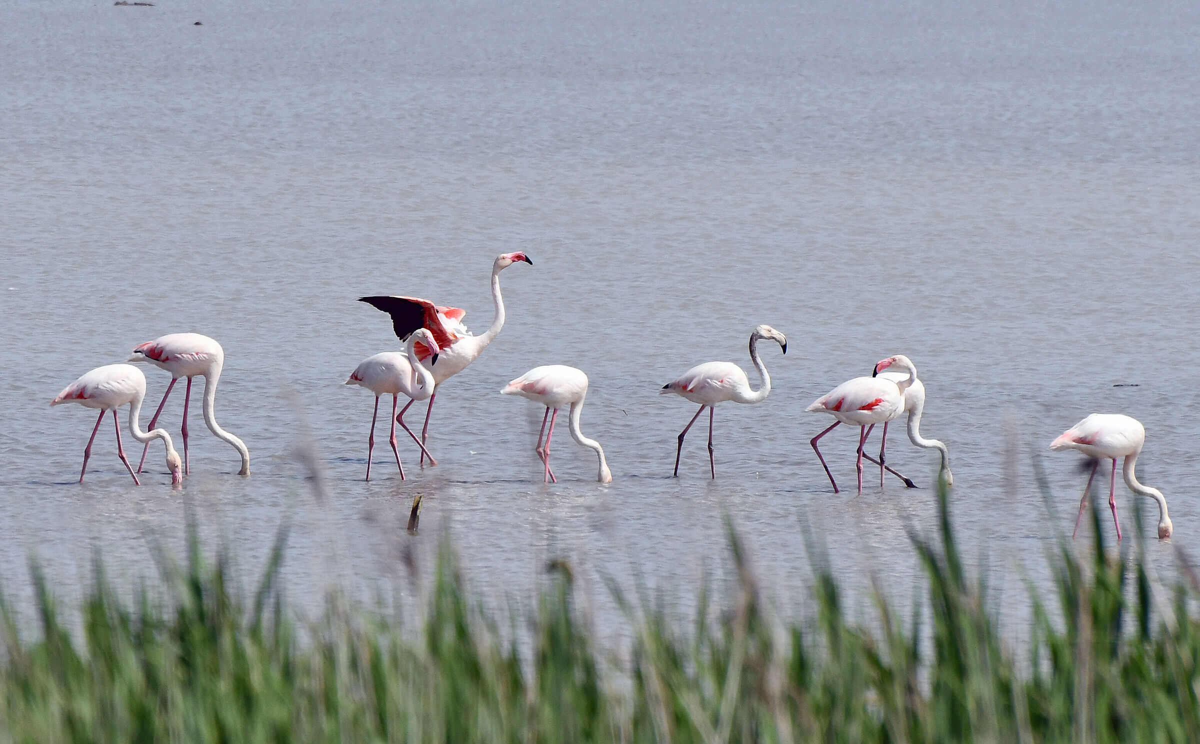 Surprise flamingos...