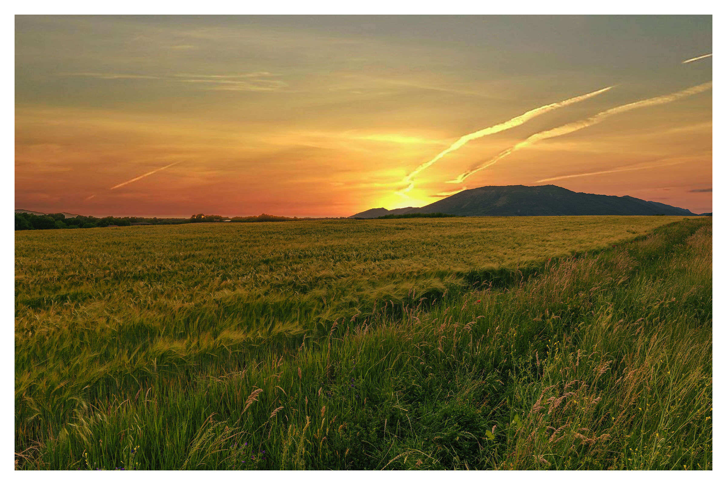 Barley field at sunset...