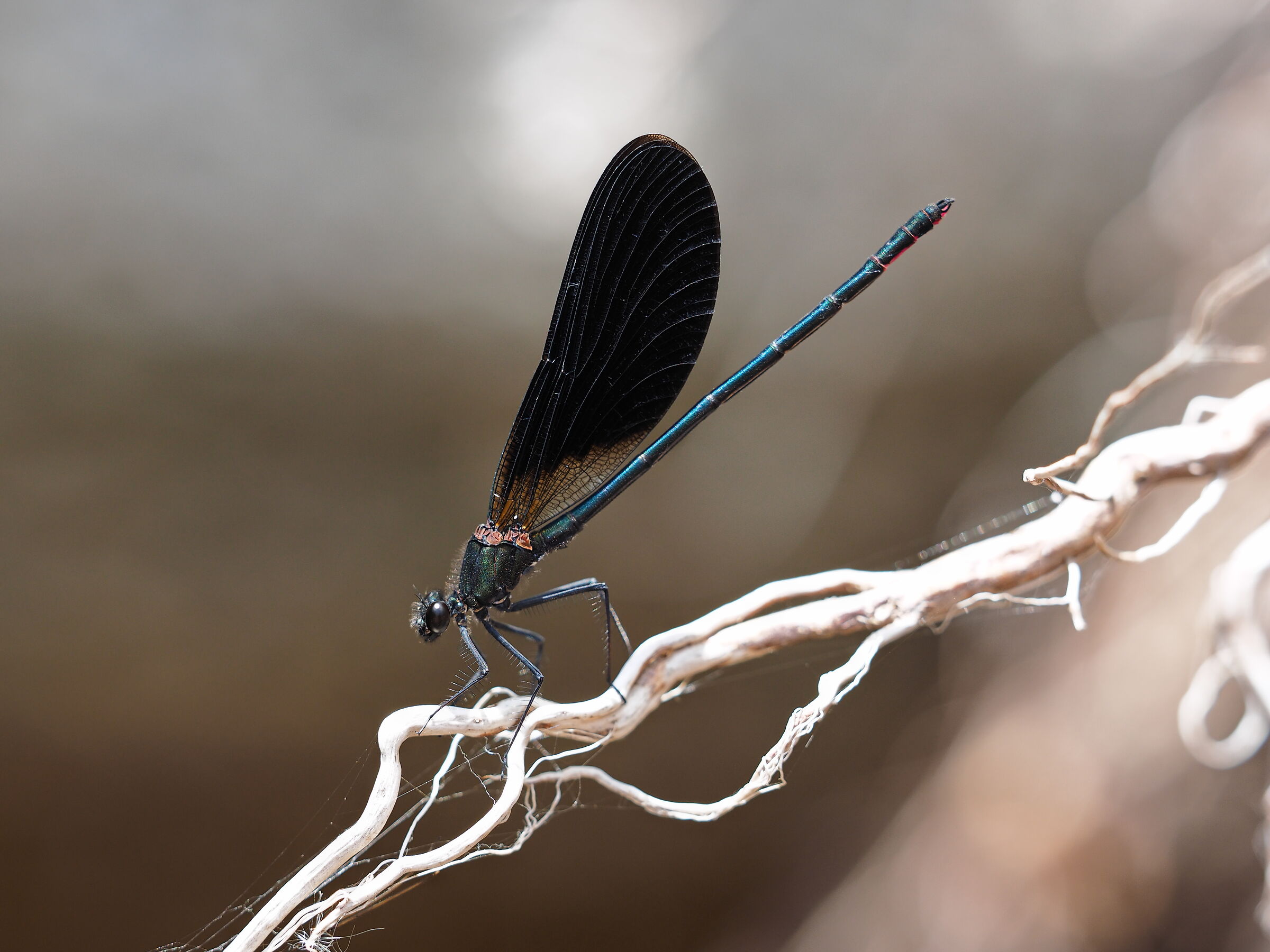 Black dragonfly...