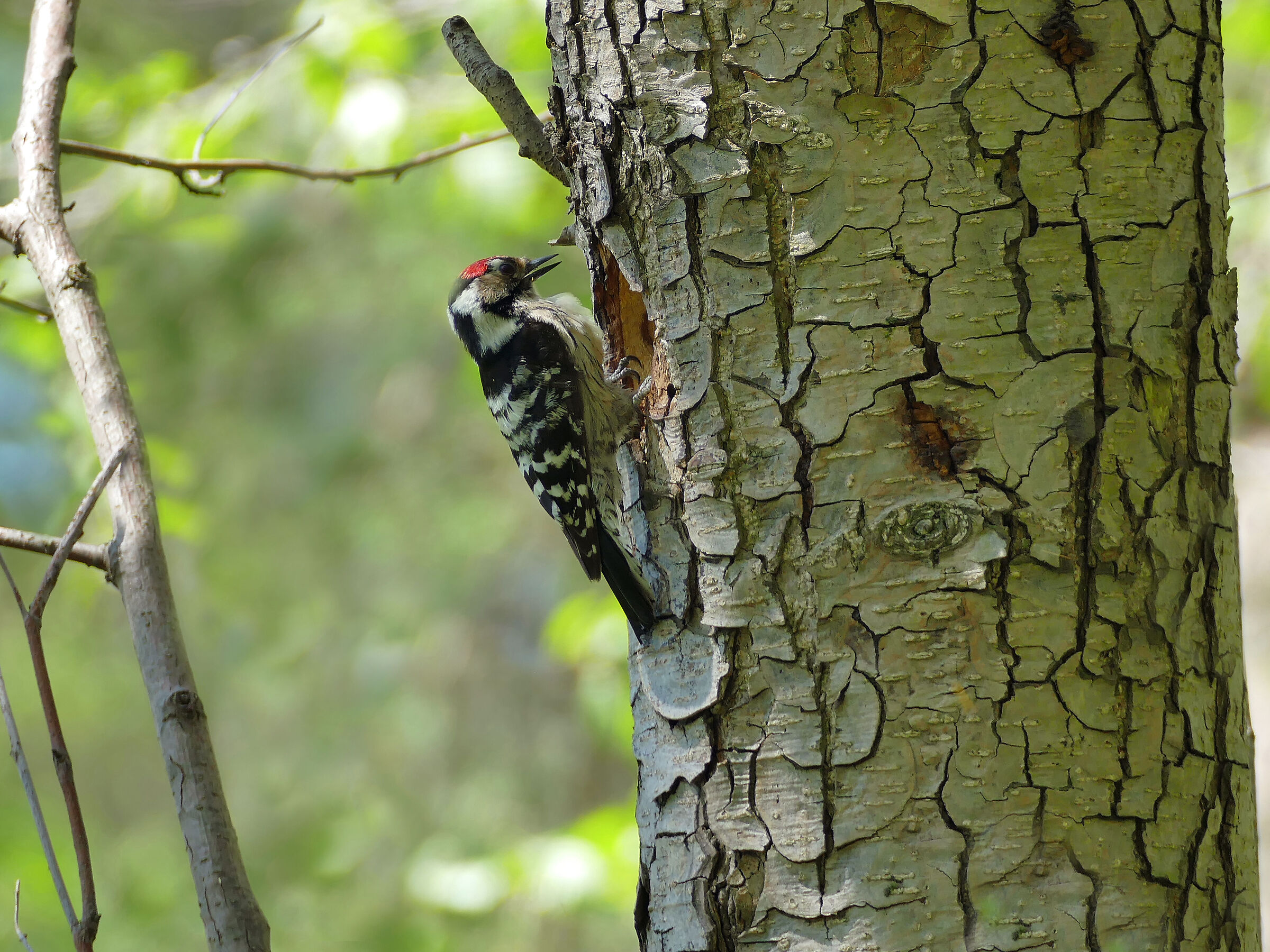 Woodpecker (Dendrocopos minor)...