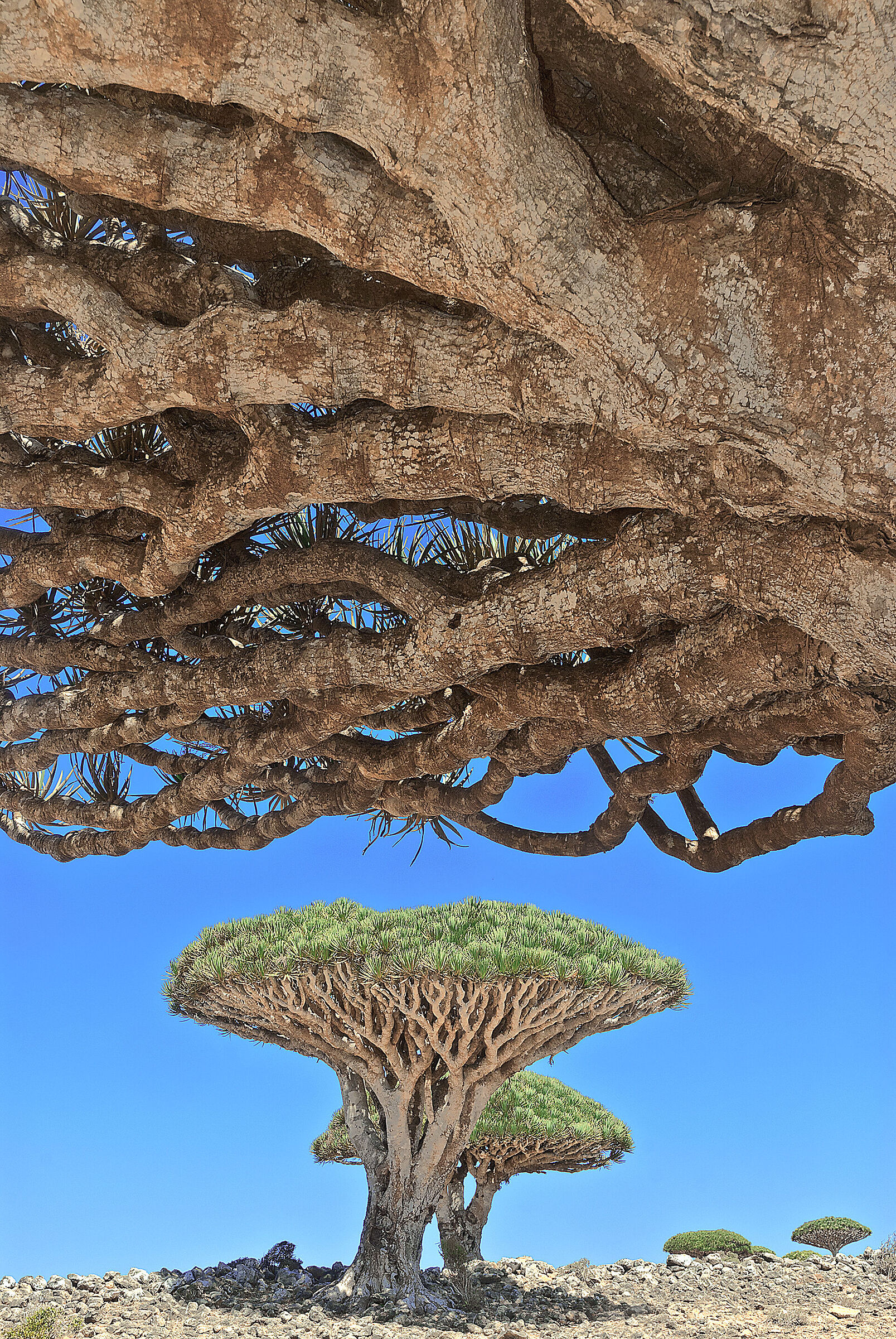 L'albero del drago di Socotra (Dracaena cinnabari)...