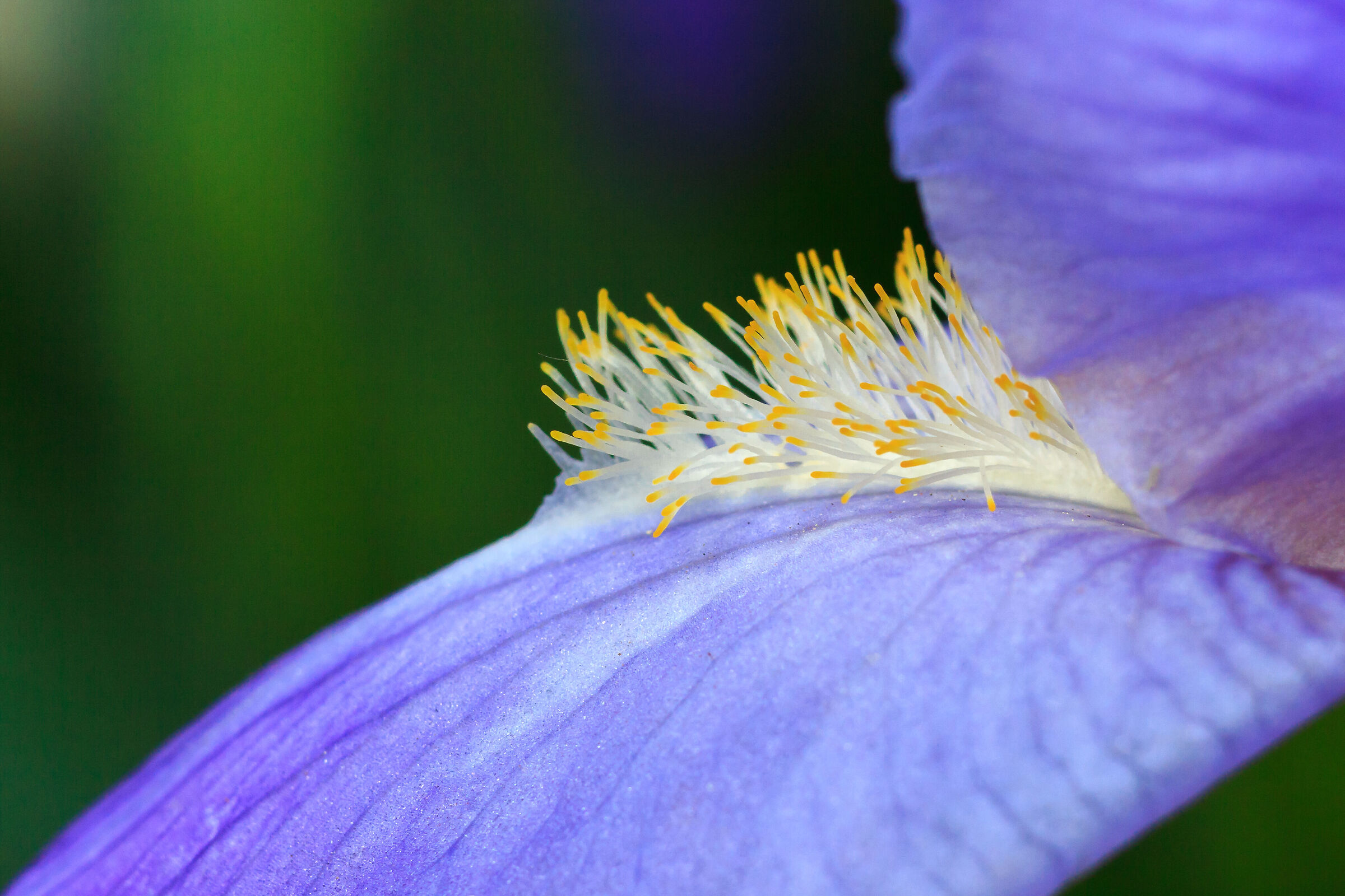 Detail of iris spadone...