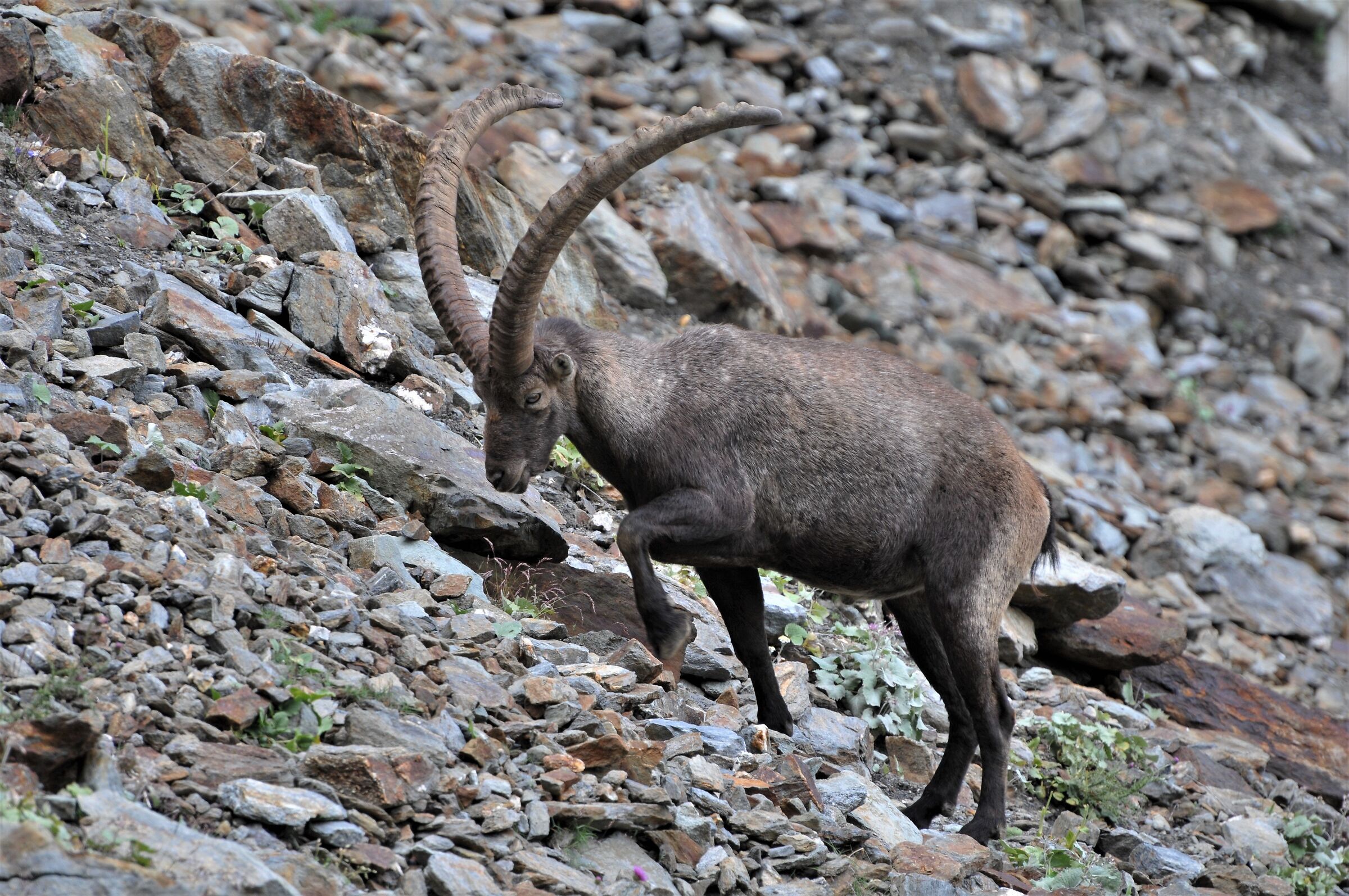 Stambecco (Capra ibex)...
