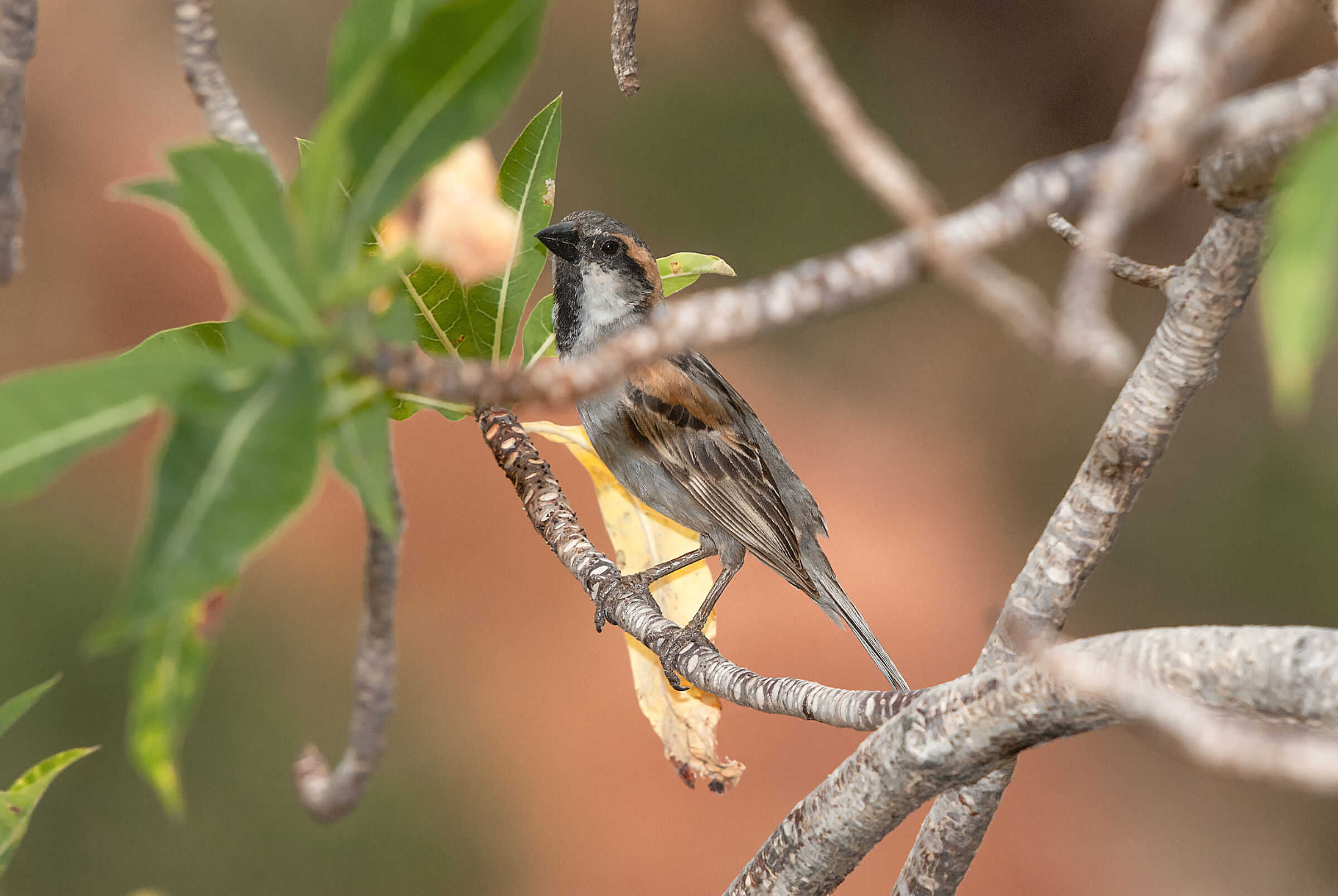  Island sparrow endemic to Socotra ...