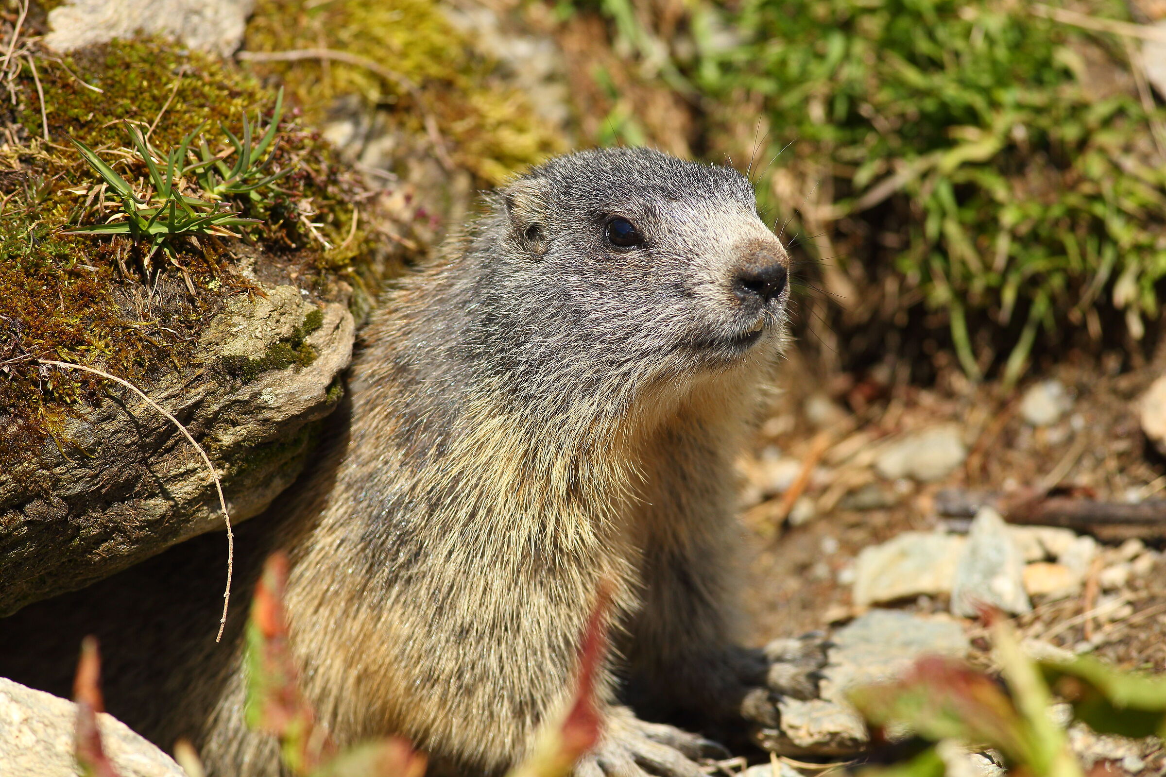 curious marmot...
