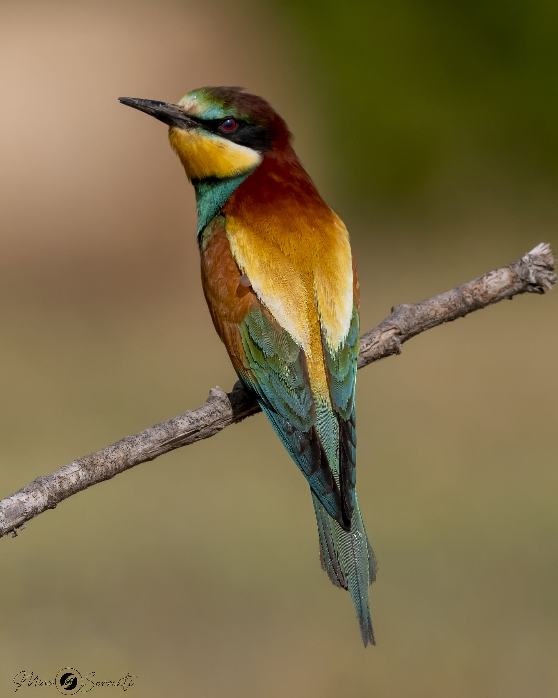 bee-eater!...