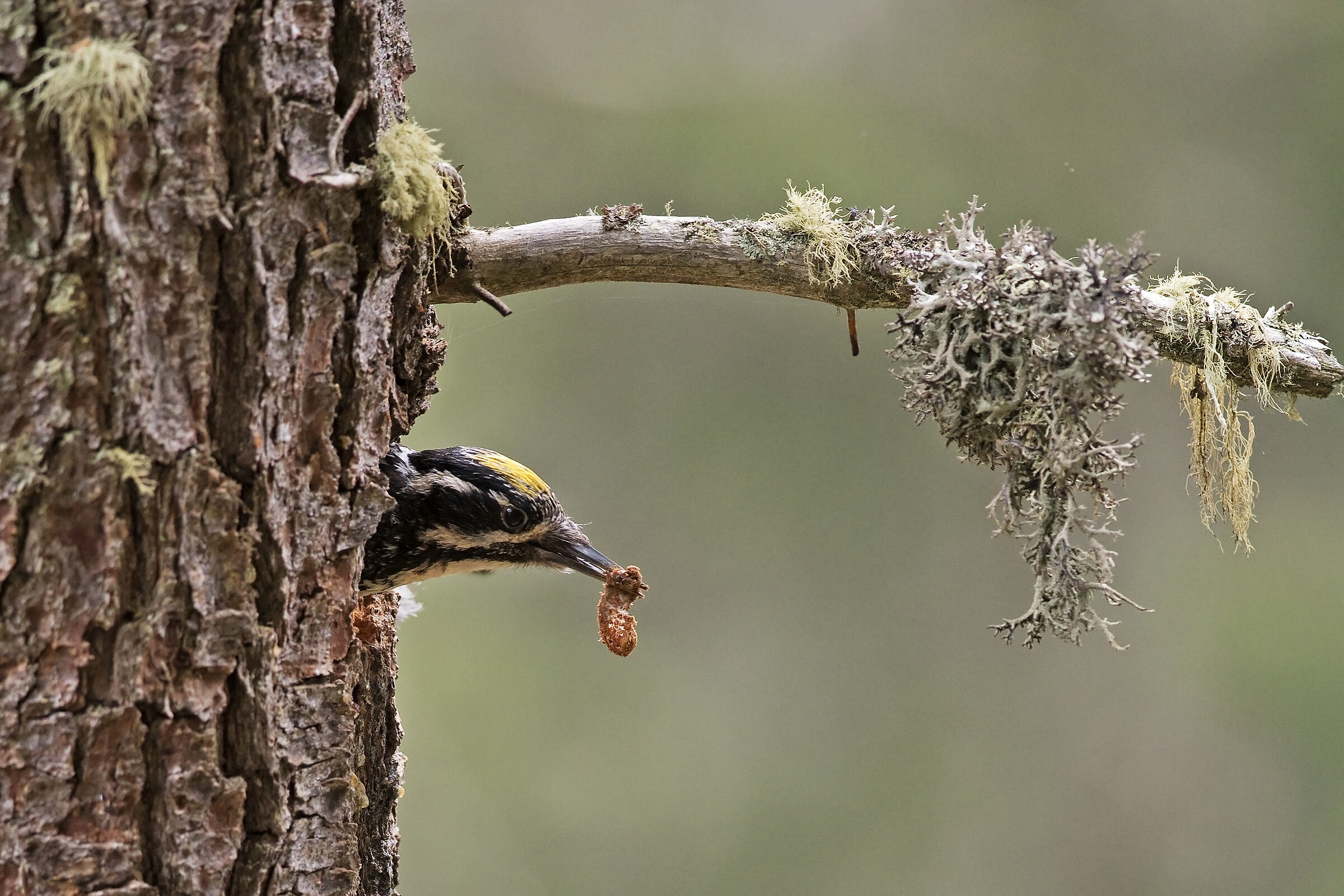 Male tridaptic woodpecker...