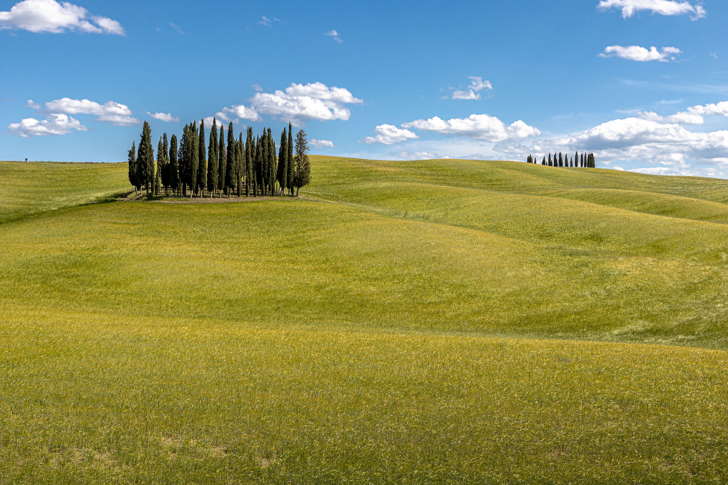 Cypress Trees of San Quirico d'Orcia...