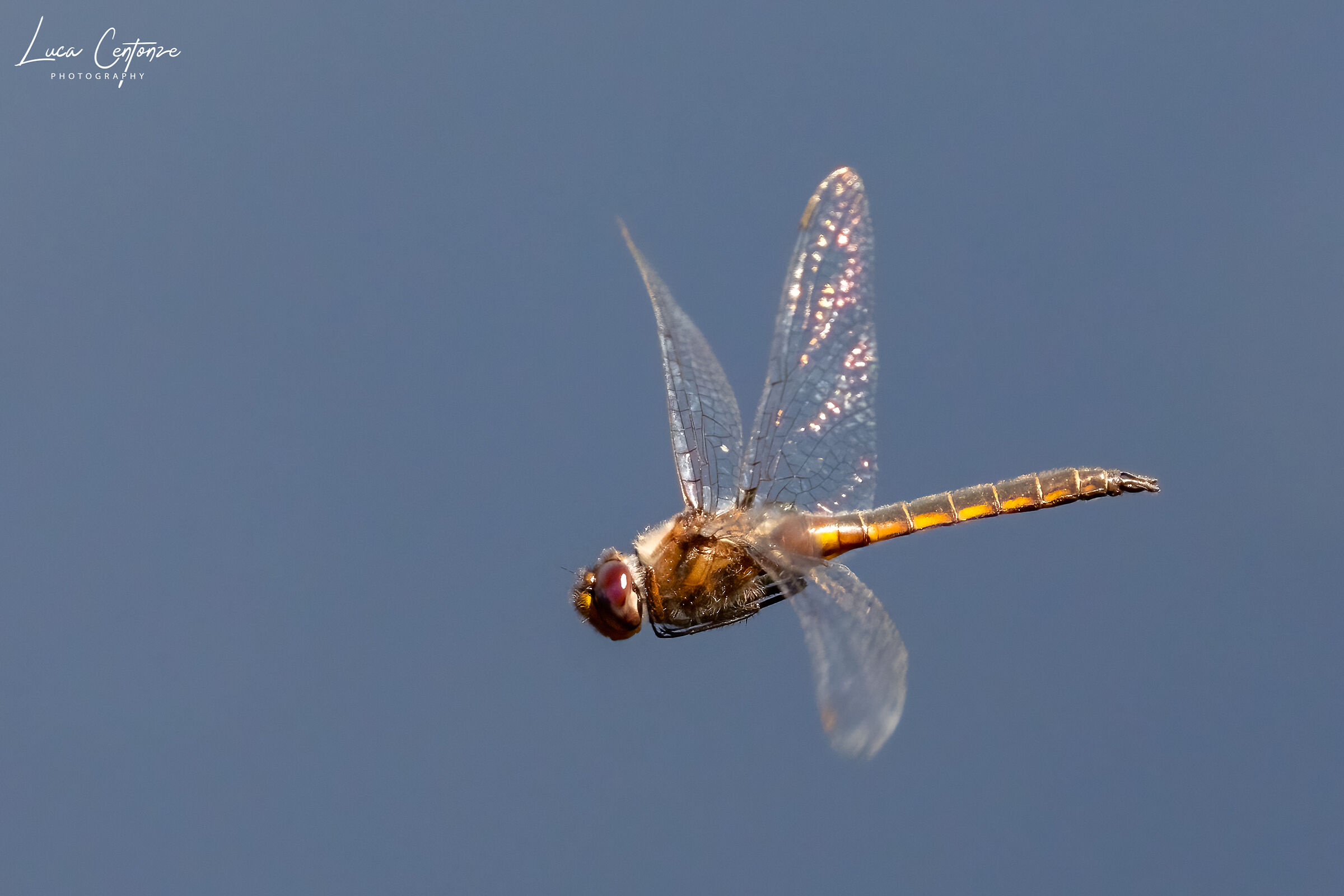 Dragonfly on the fly...