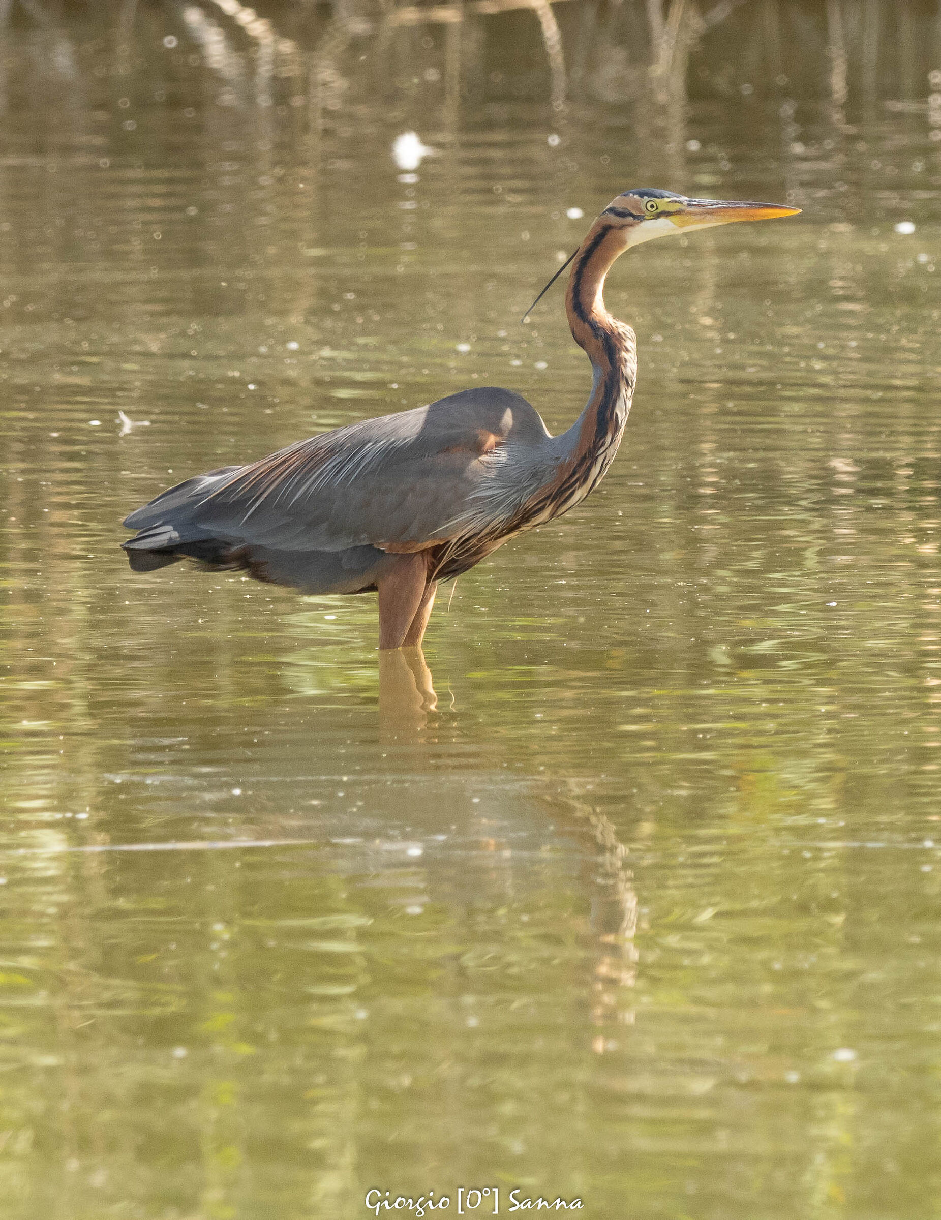 purple heron...