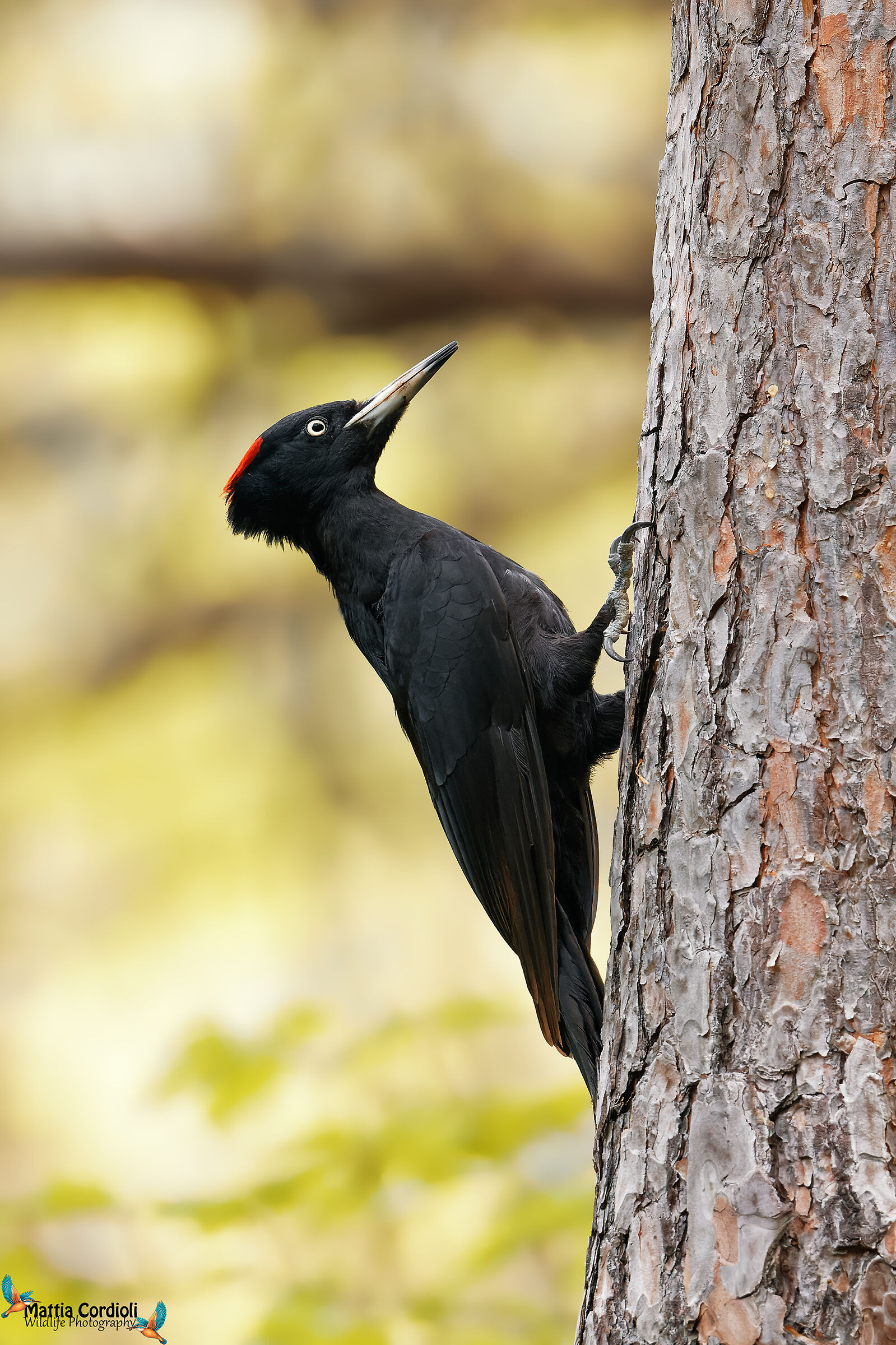 black woodpecker...