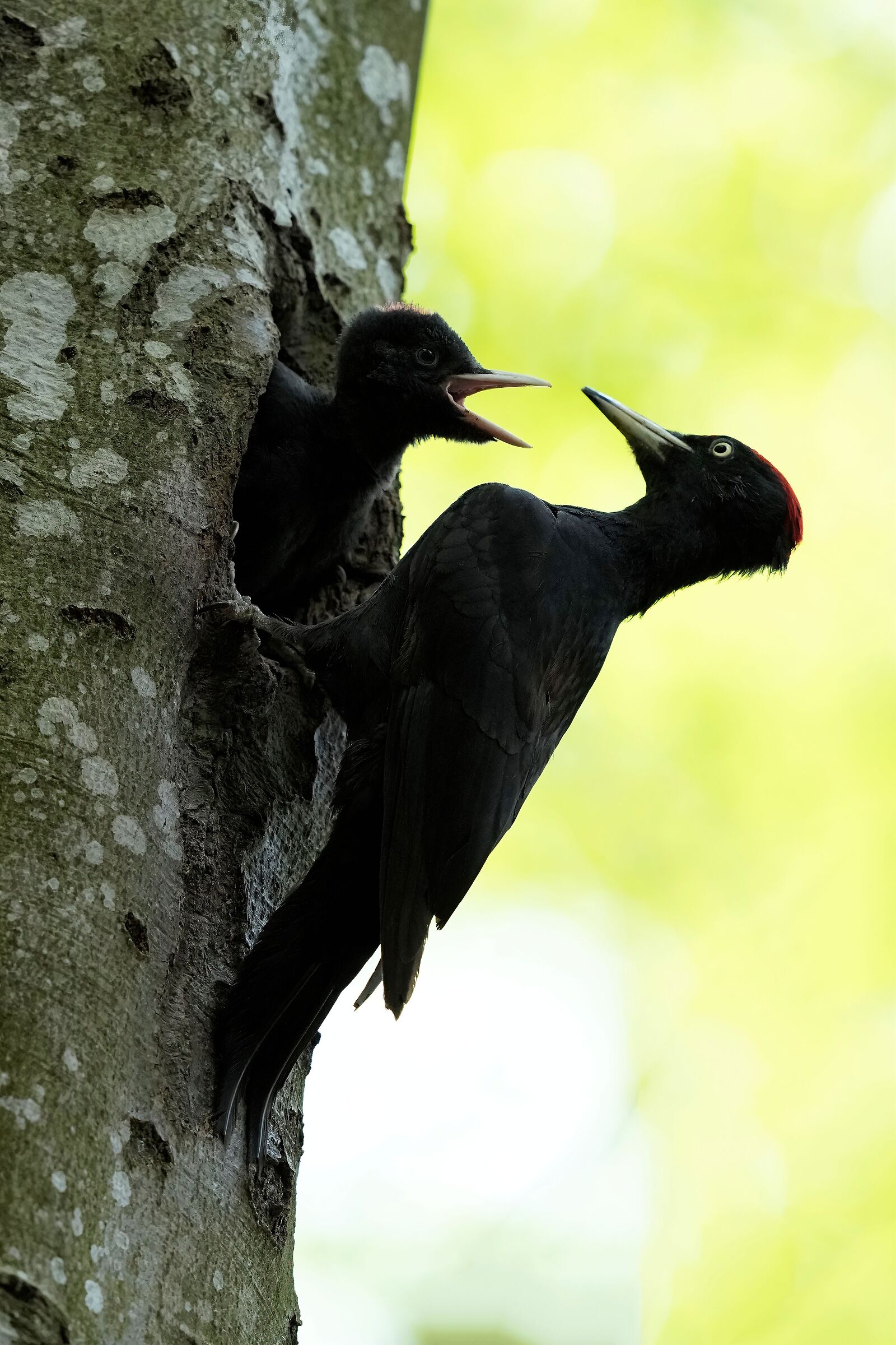 black woodpecker m. with pullo...