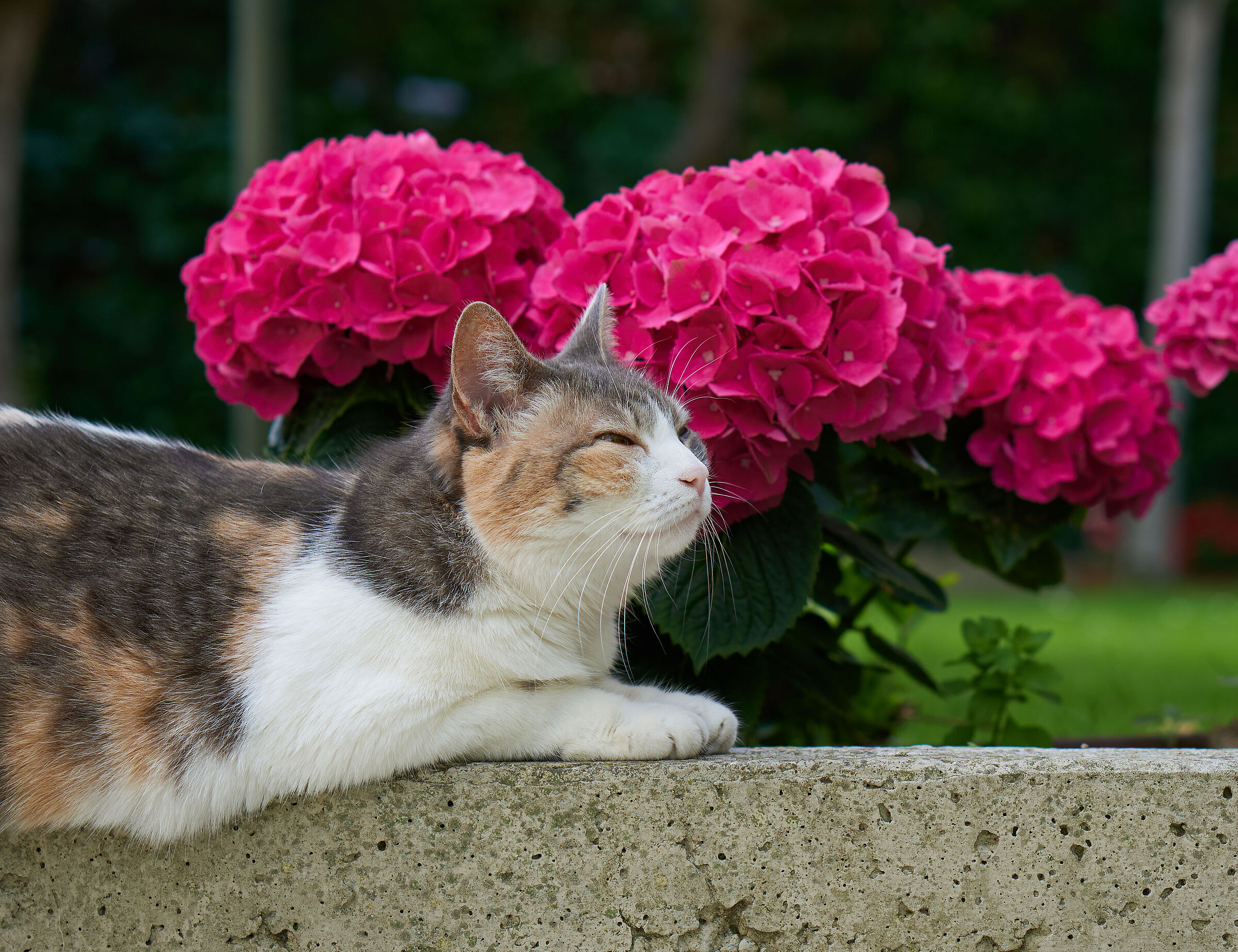 My cat and the hort gardens...