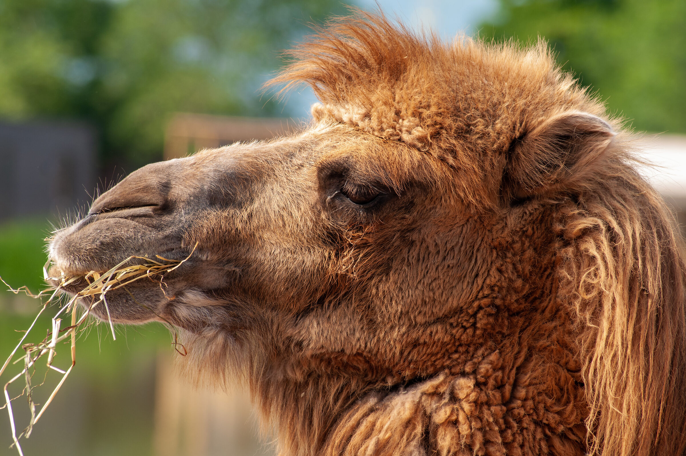 Camel or dromedary?...