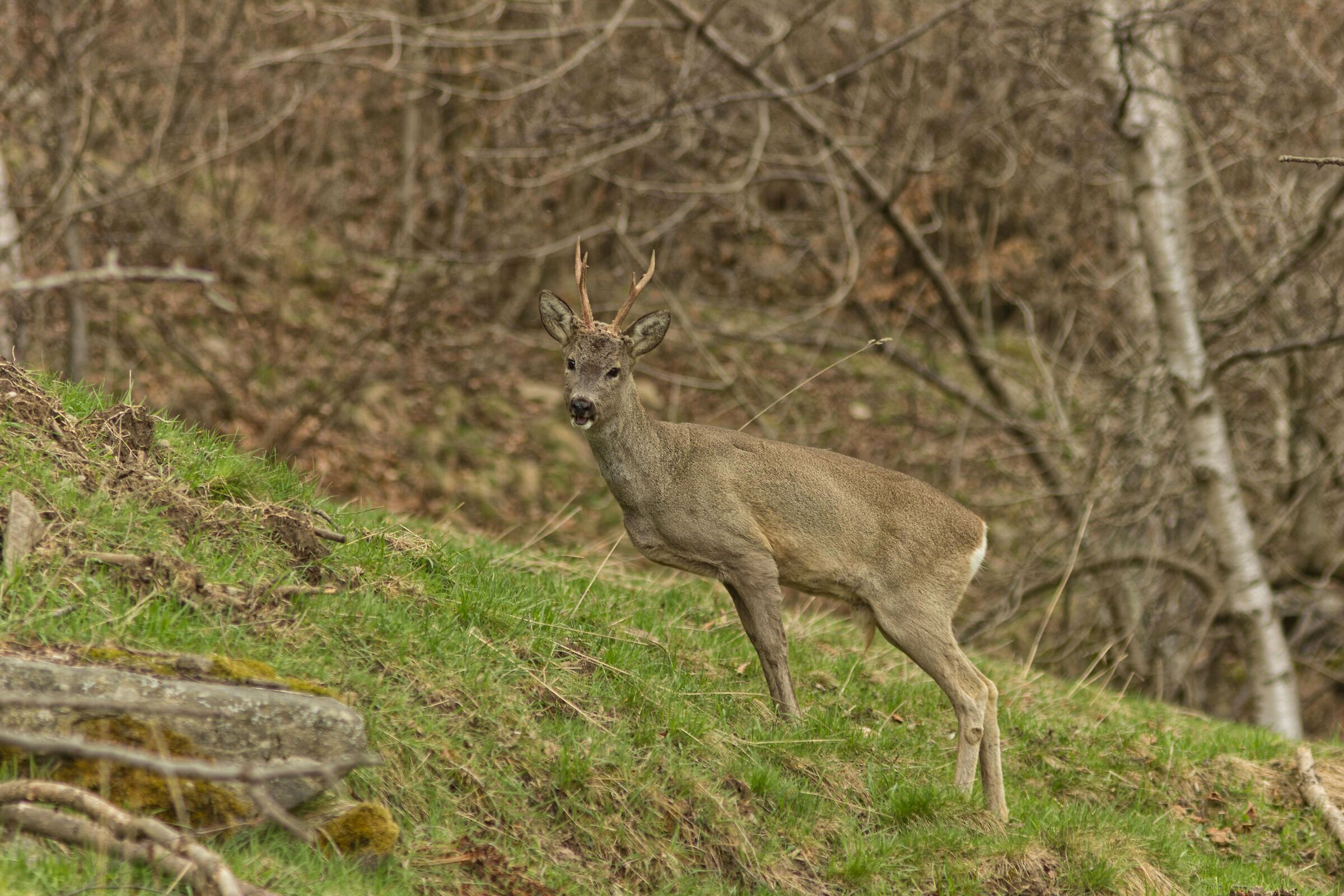 Approaching roe deer...