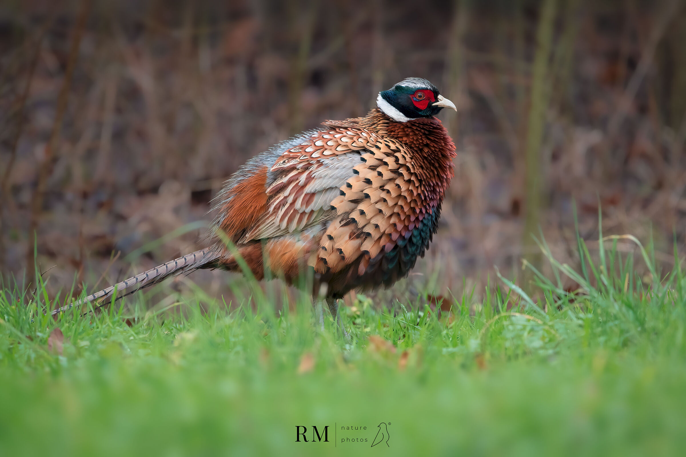 It's just a pheasant......