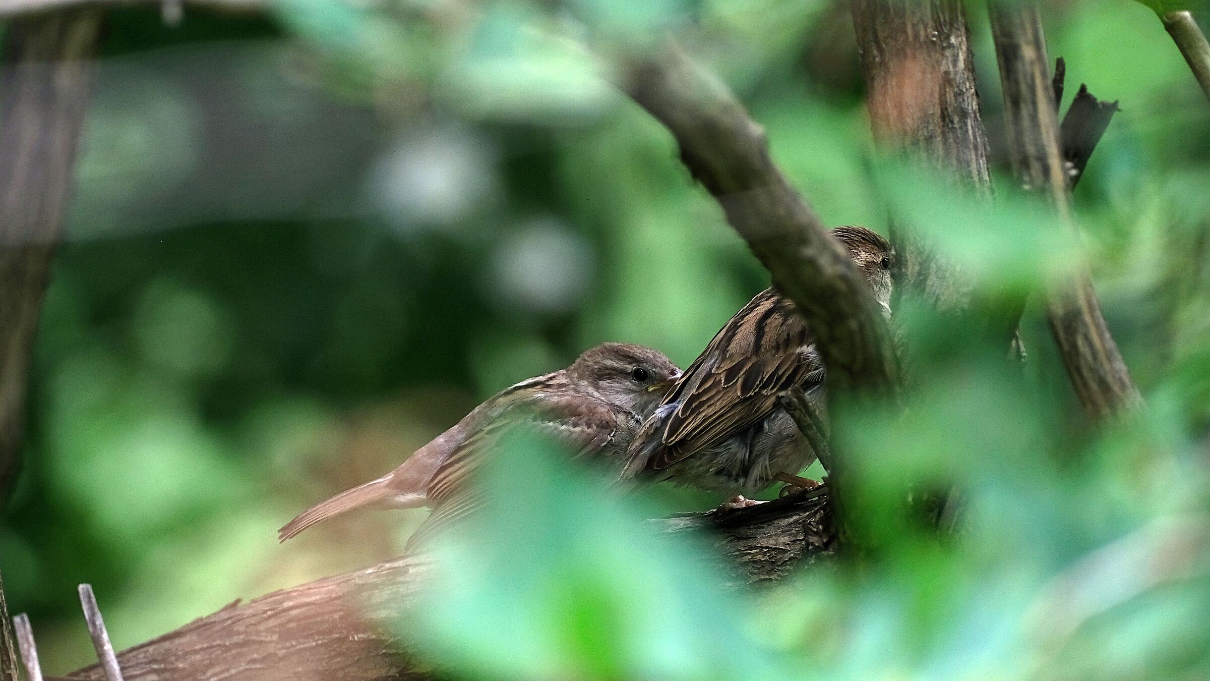 Hidden sparrows...